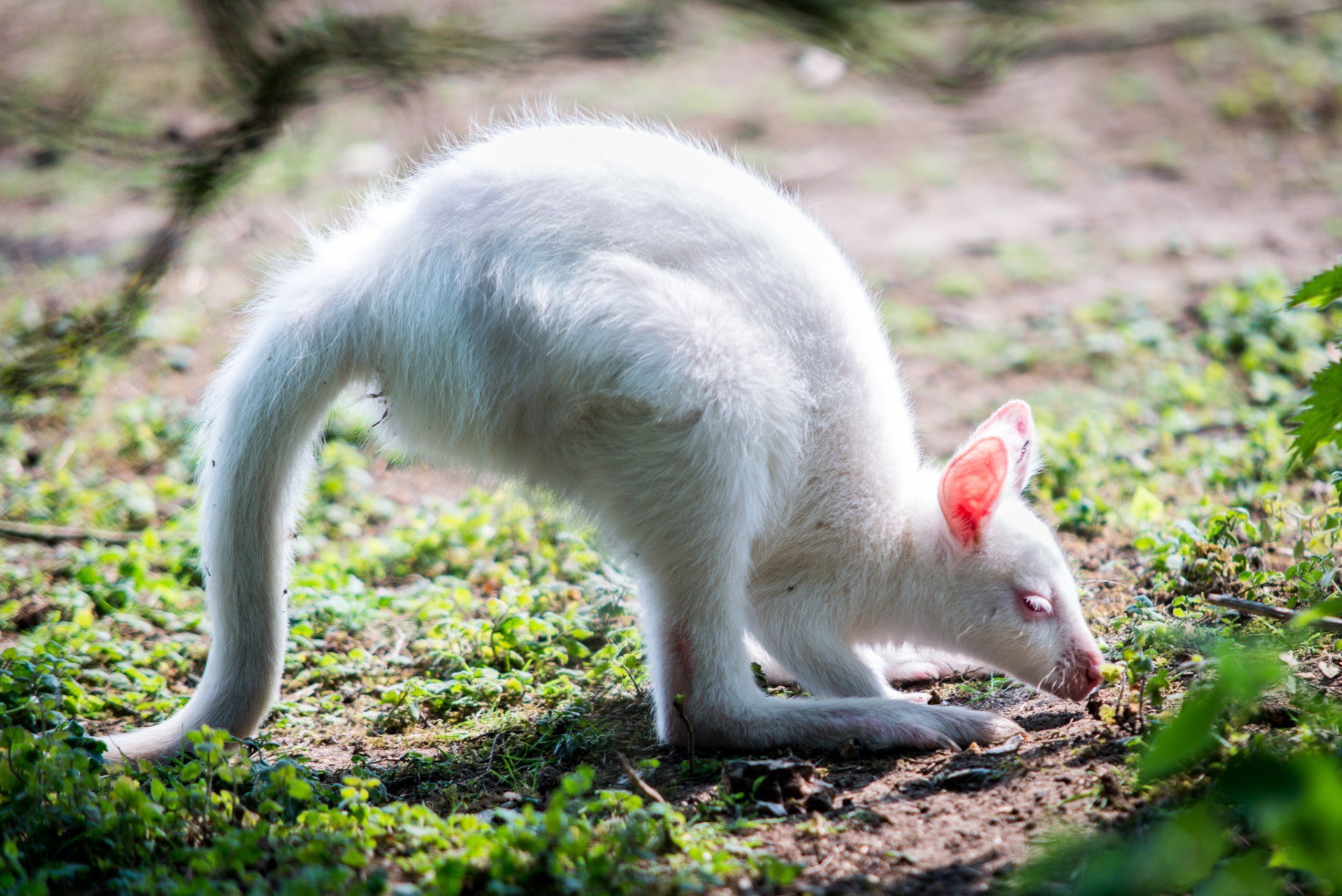 bianco canguro albino bambino orecchie zampe coda verde