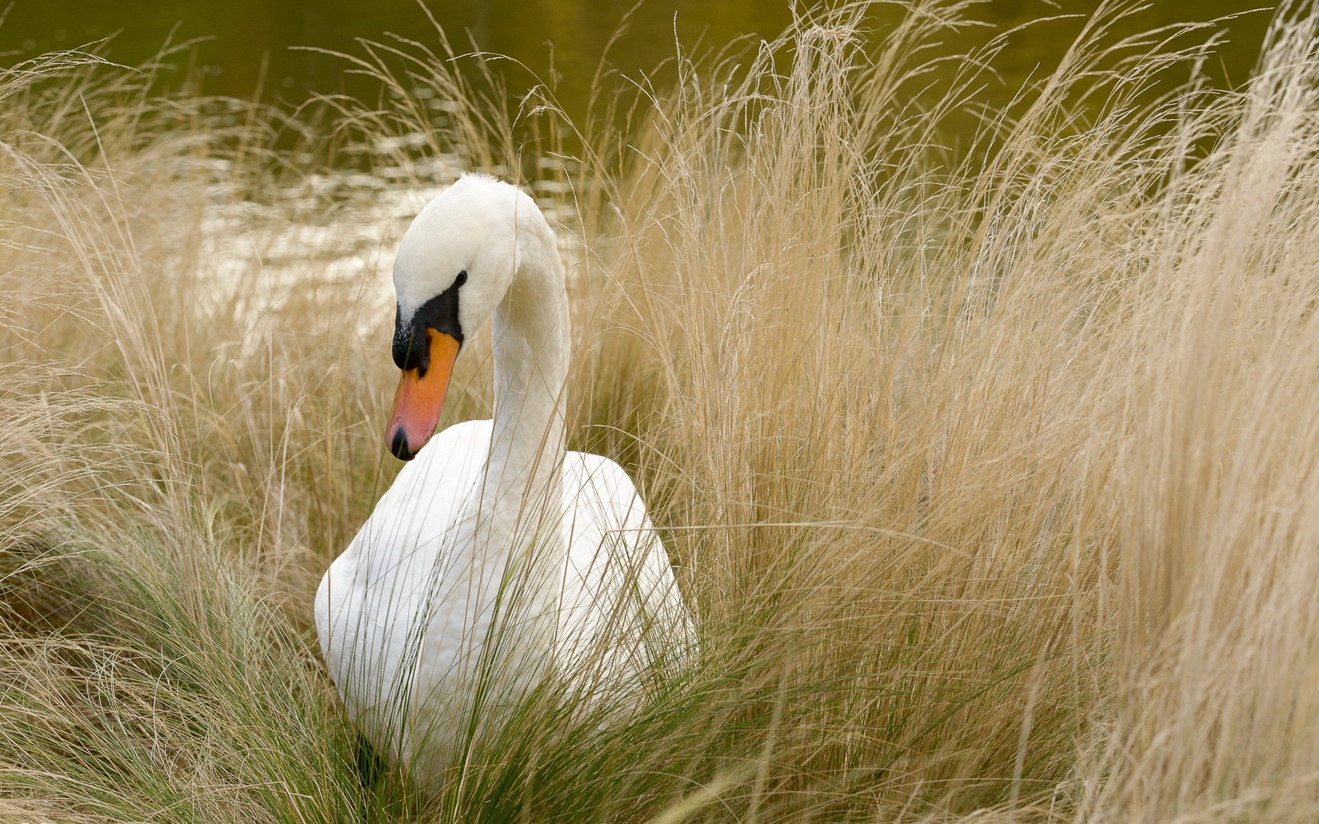 ptak łabędź natura