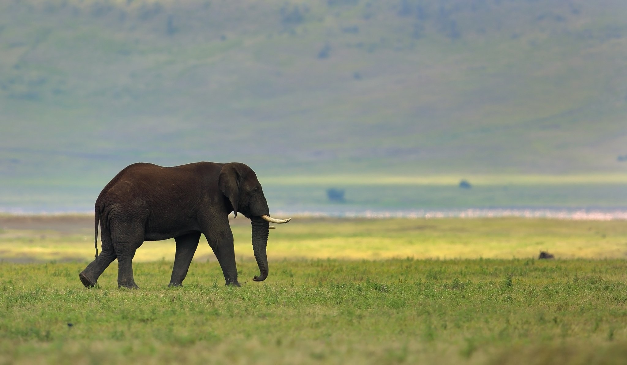 elefante natura sfondo