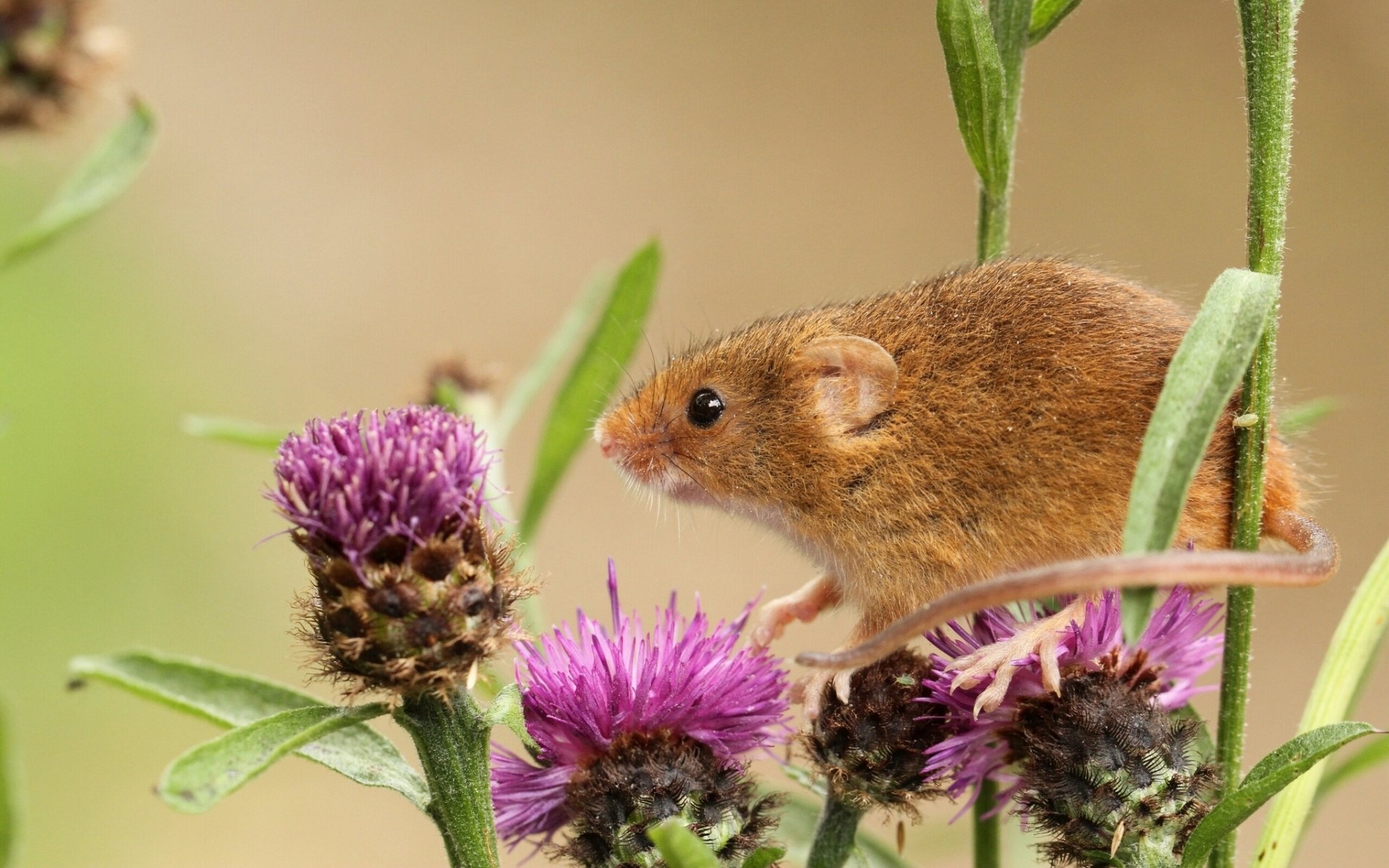 ratón-bebé bardana macro