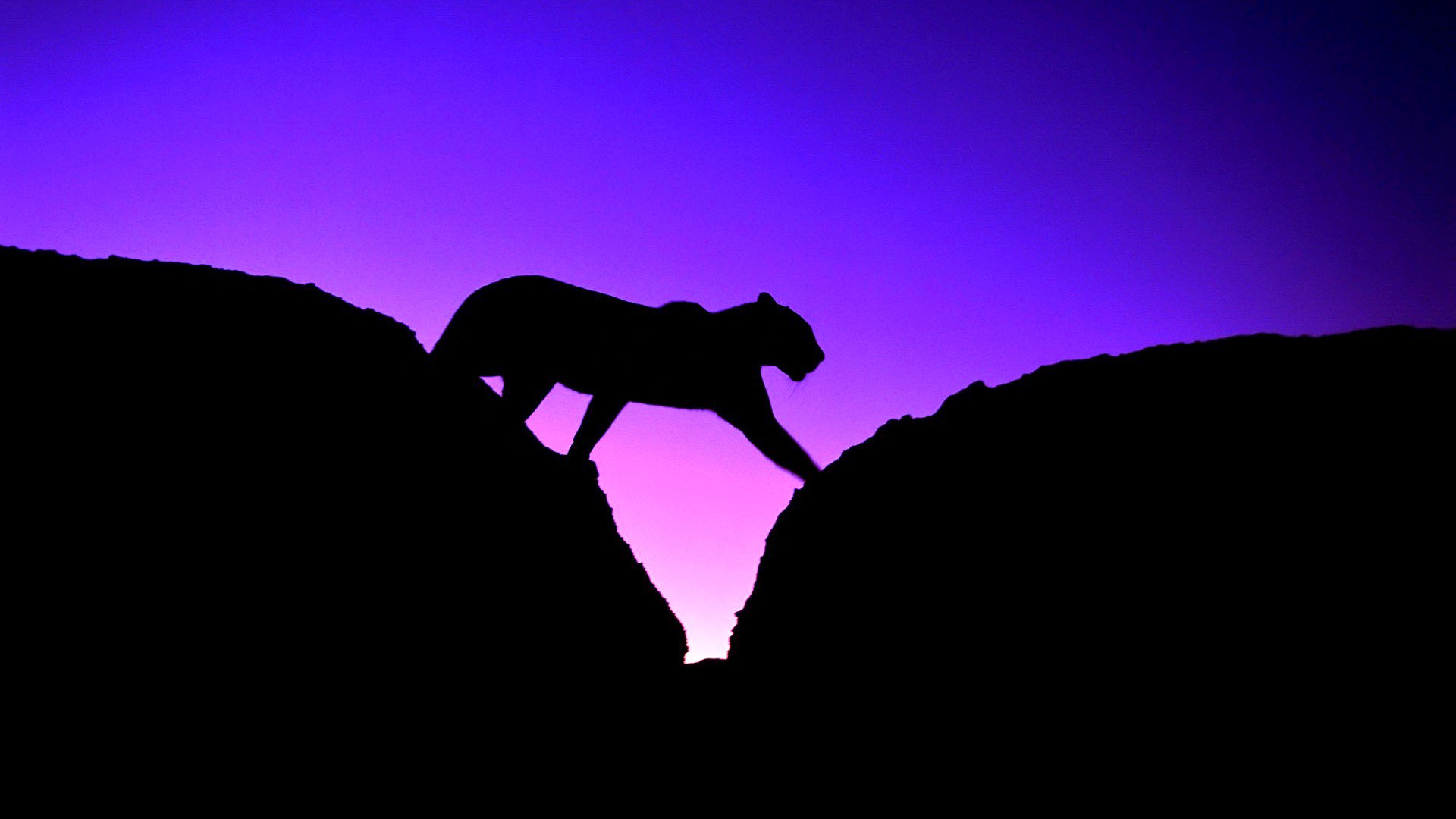 leopard panther silhouette katze himmel sonnenuntergang