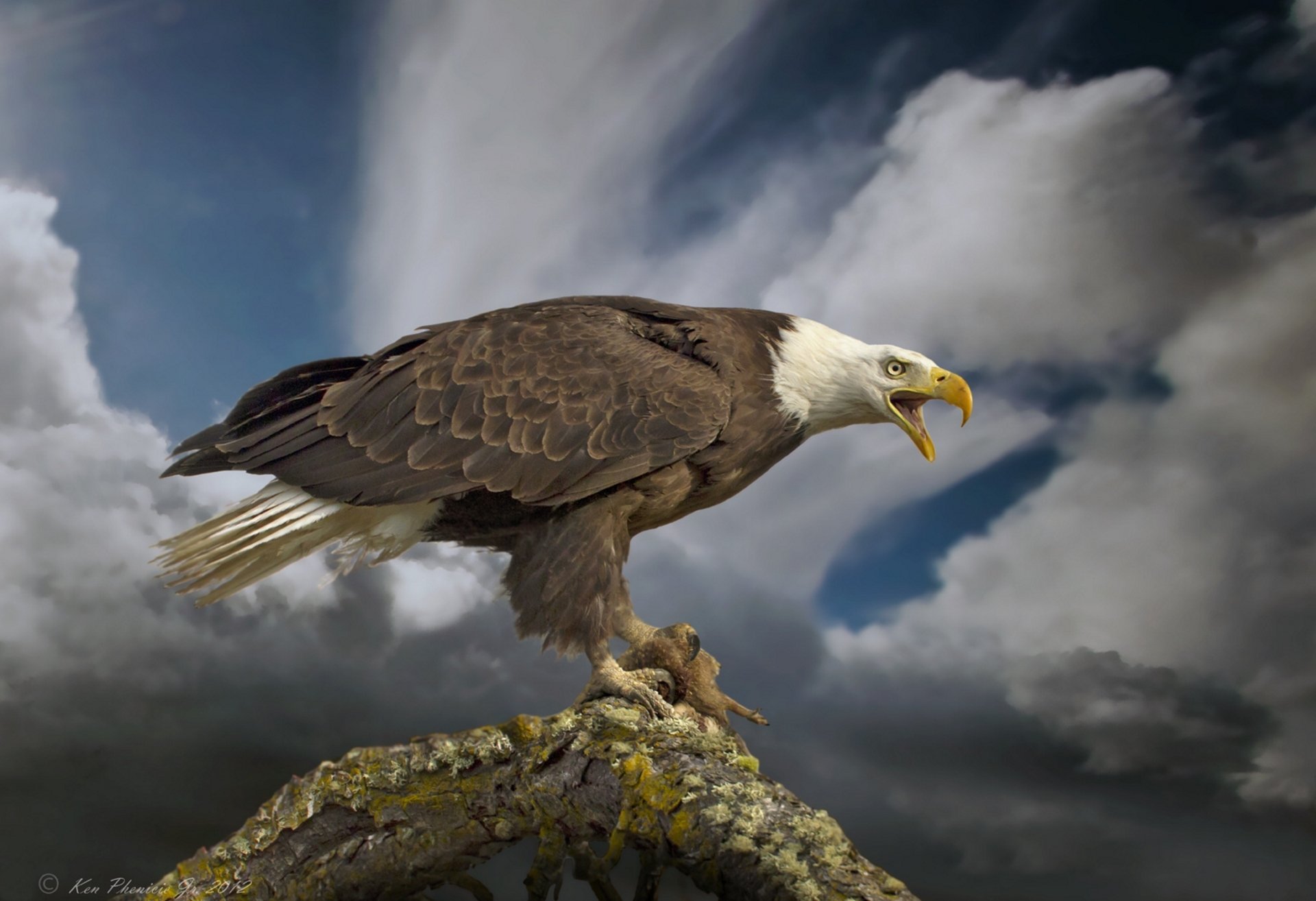 aquila calva uccello predatore cagna