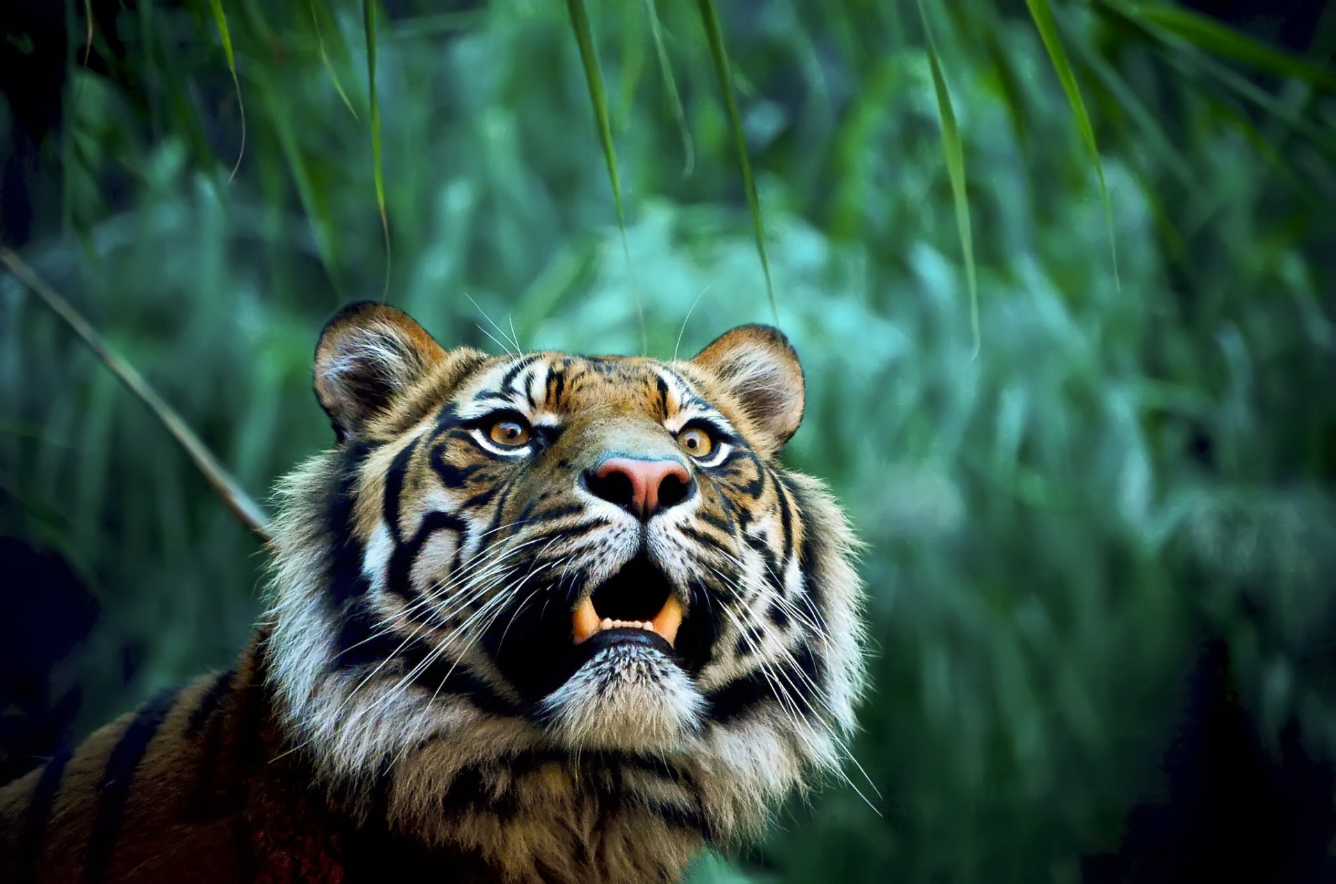 tigre bocca zanne predatore giungla