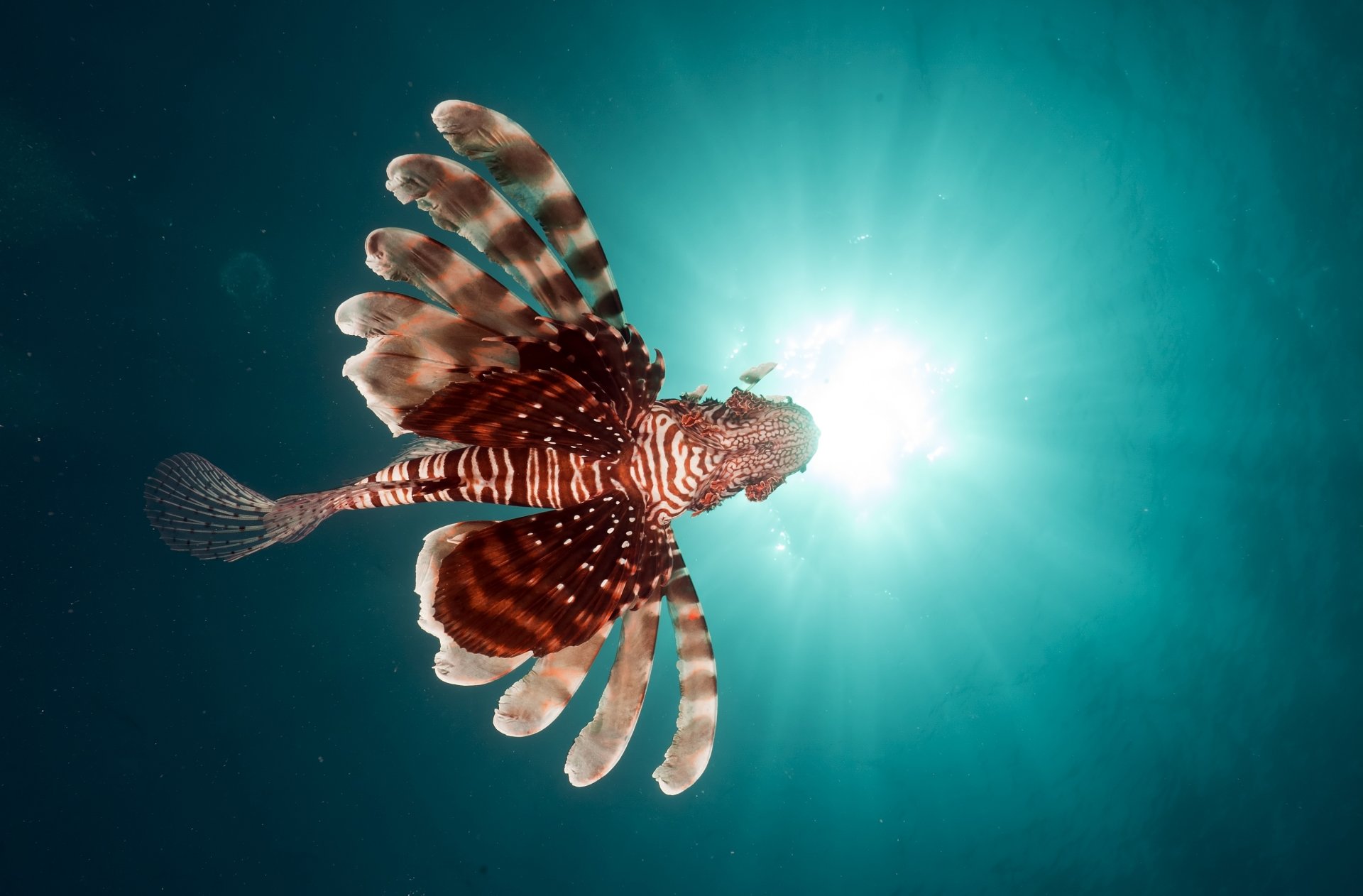 lionfish ryby morze czerwone woda ryby podwodne