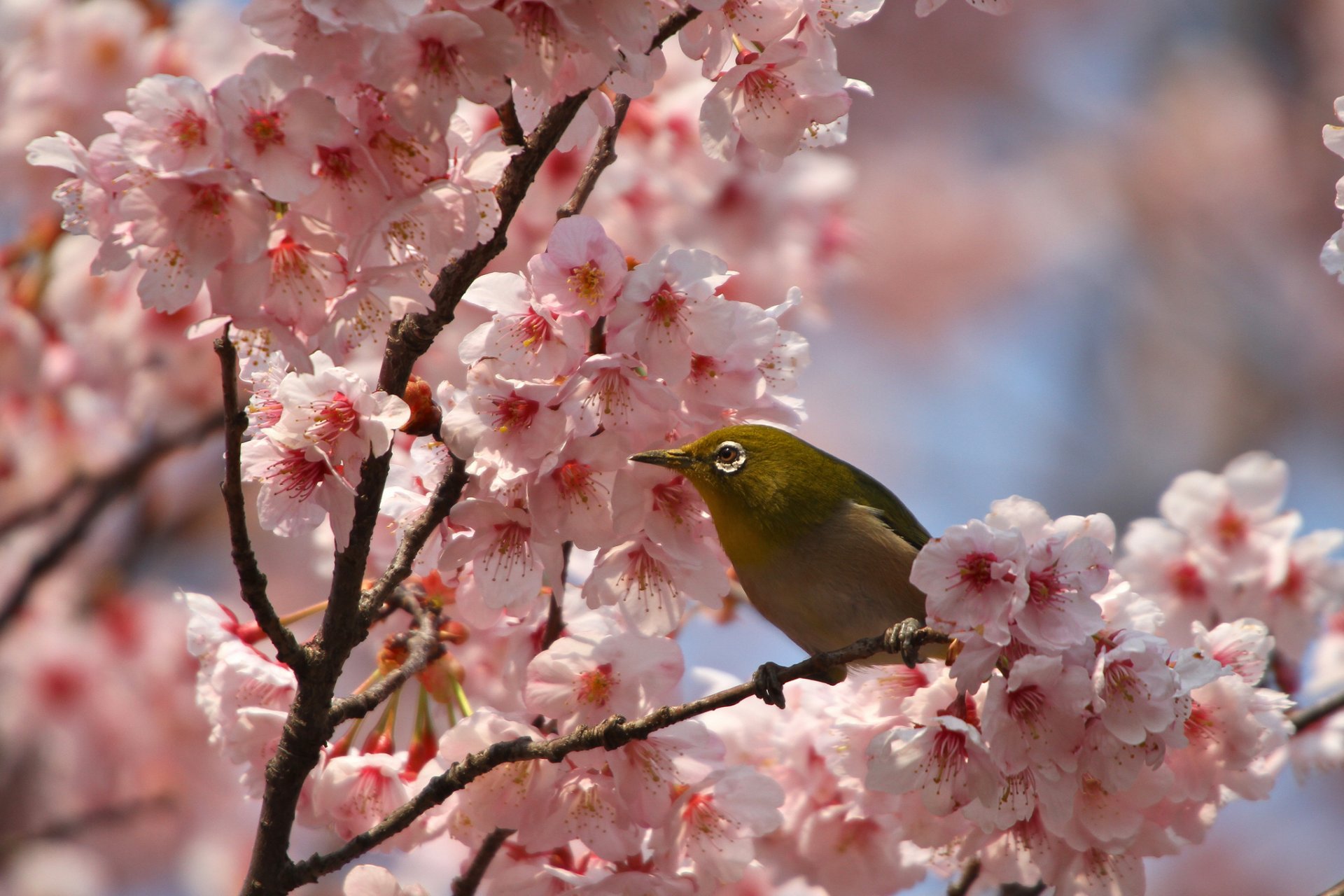 ptak wiosna kwiaty płatki sakura gałęzie kwitnienie