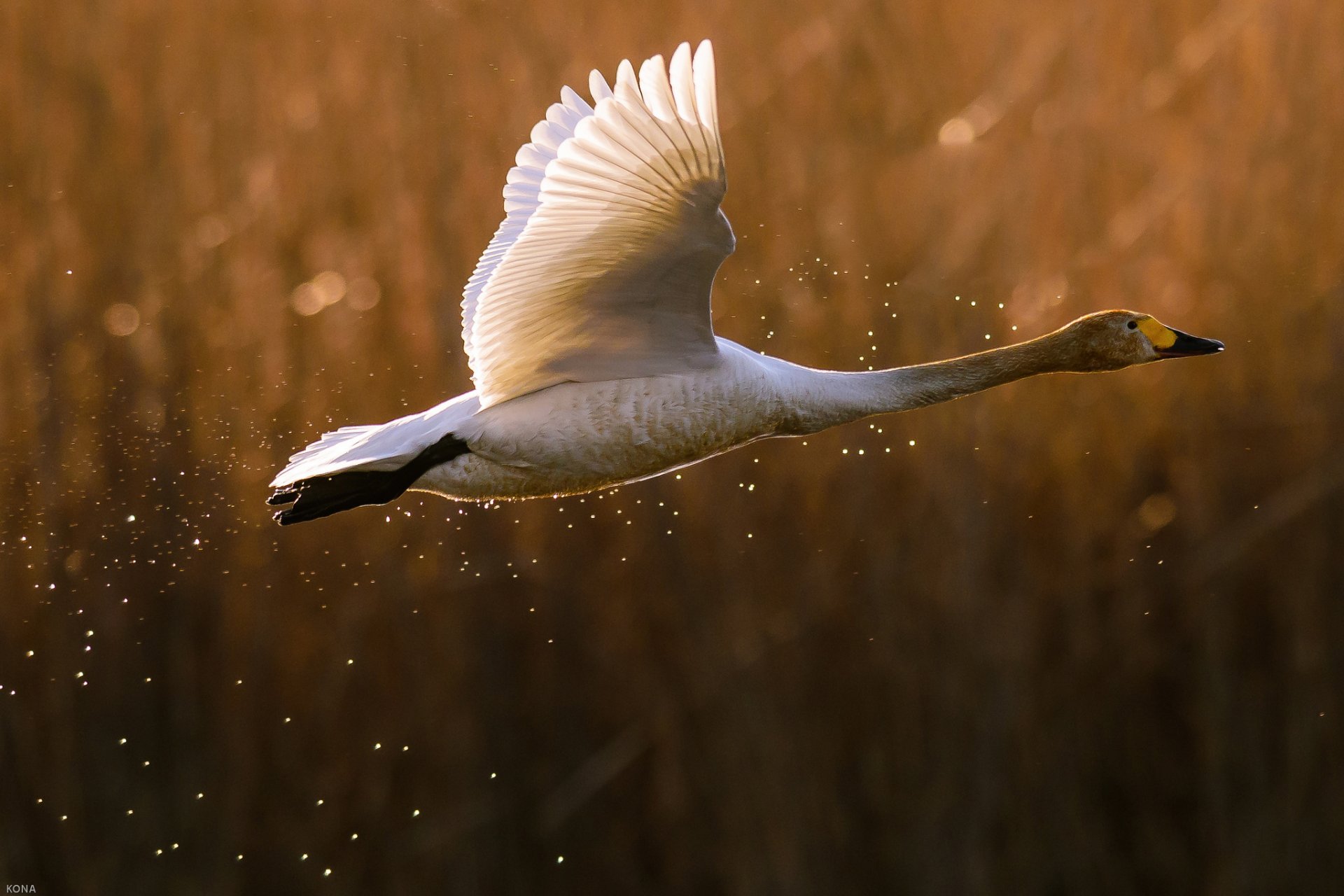 pájaro cisne ganso pato squirting