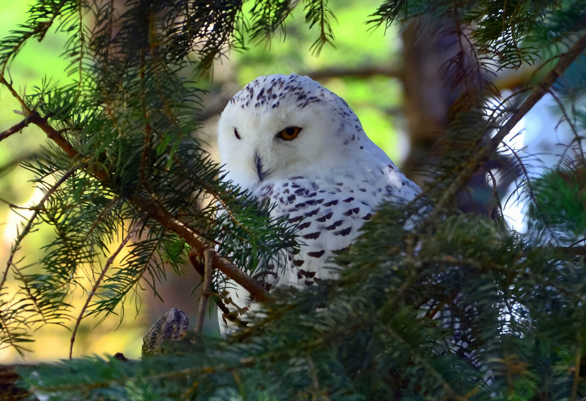 hibou polaire oiseau arbre branches