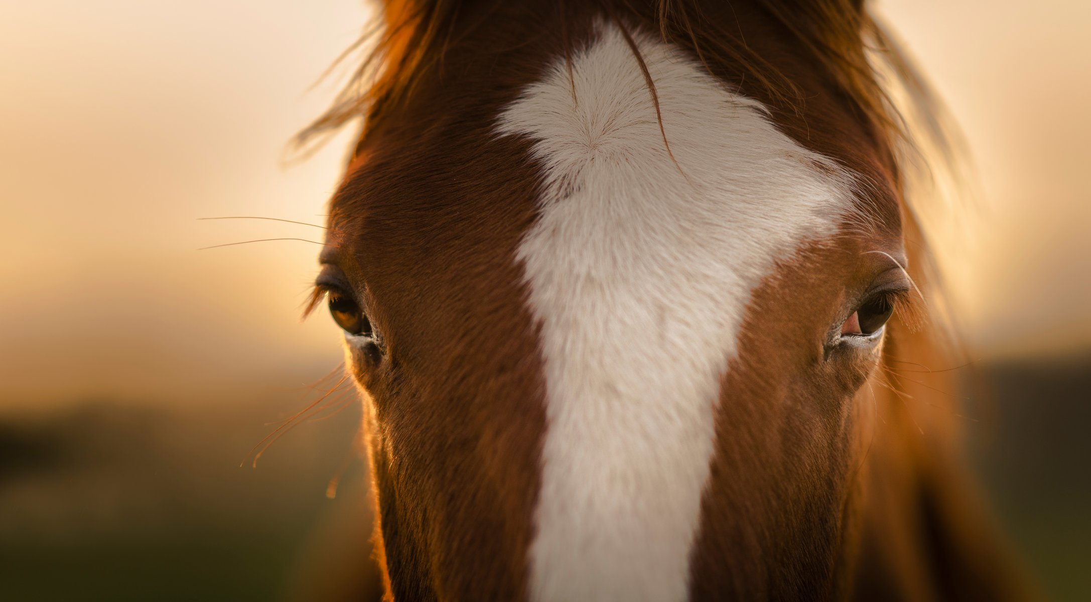 pferd pferd blick