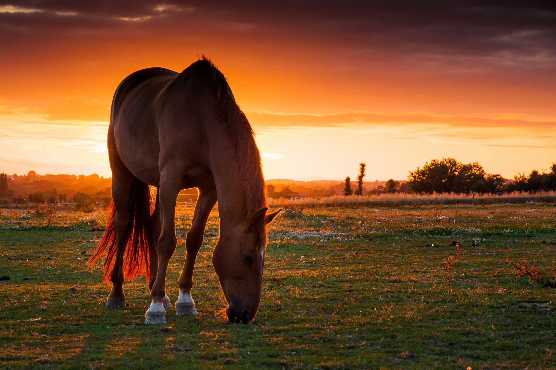 field pasture horse horse sunset