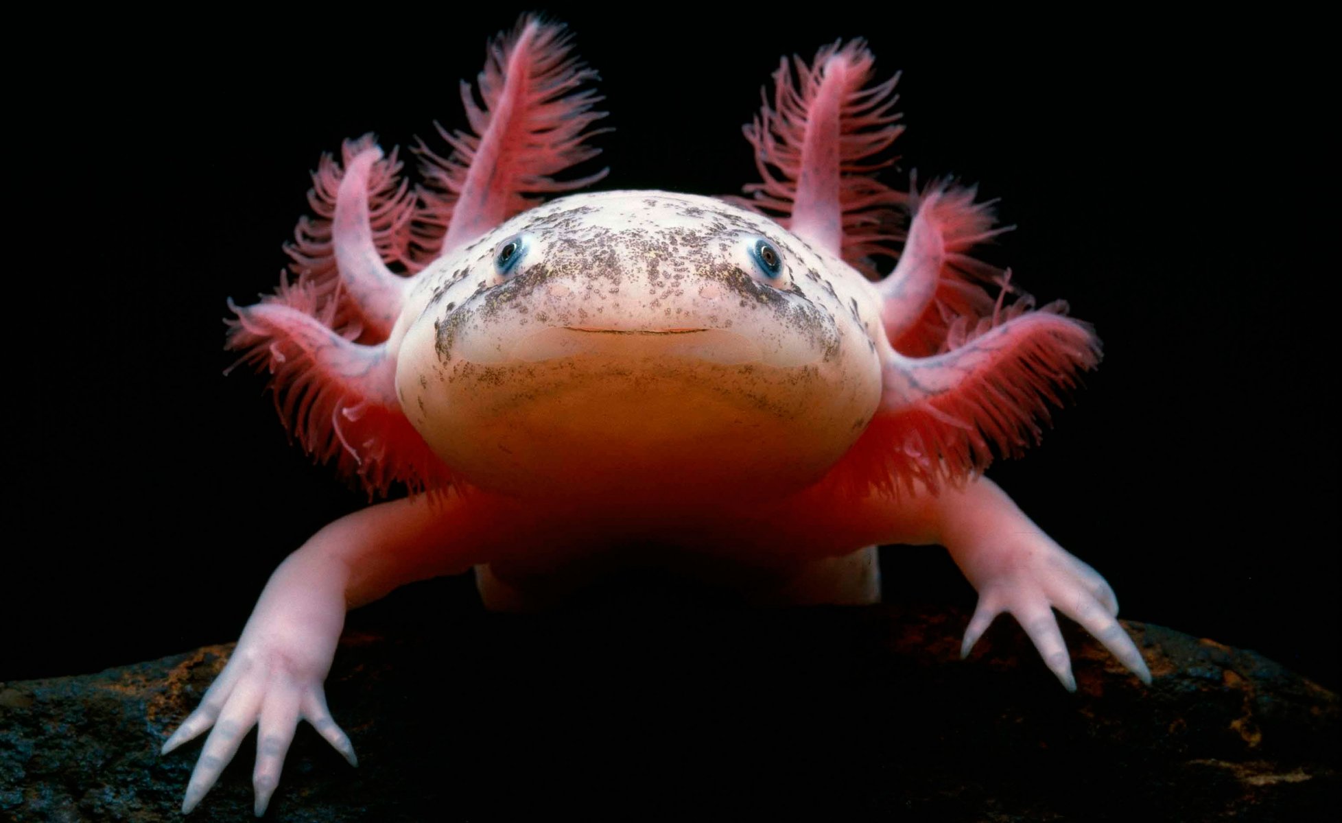 axolotl salamandra messicana axolotl