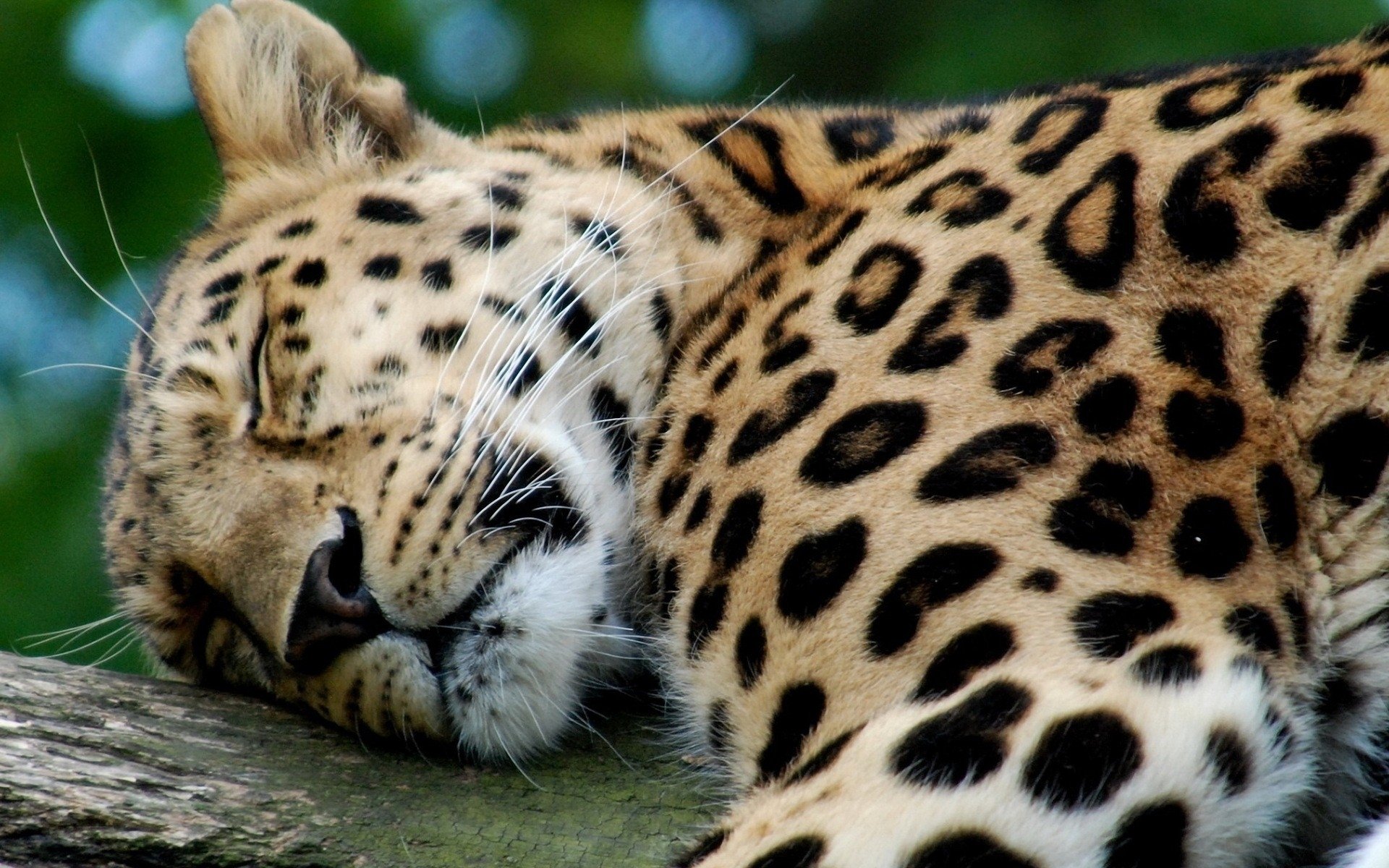 schlafen niedlich leopard hintergrundbilder desktop-hintergrund