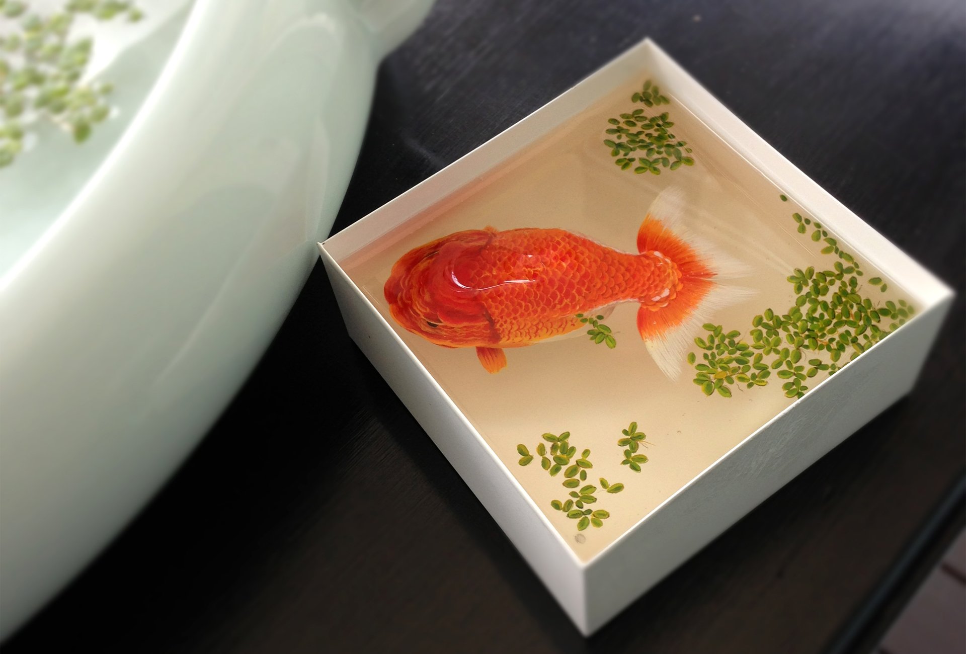 fish fish golden container duckweed box water top view