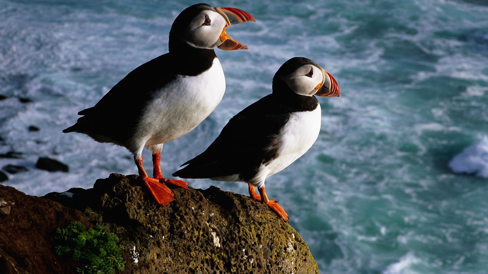 uccelli vicolo cieco mare pietre colore becco