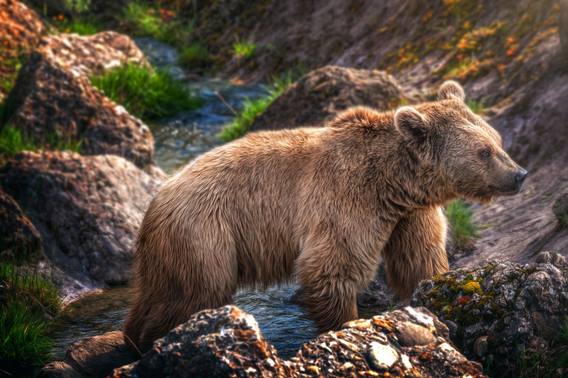 bear creek processing