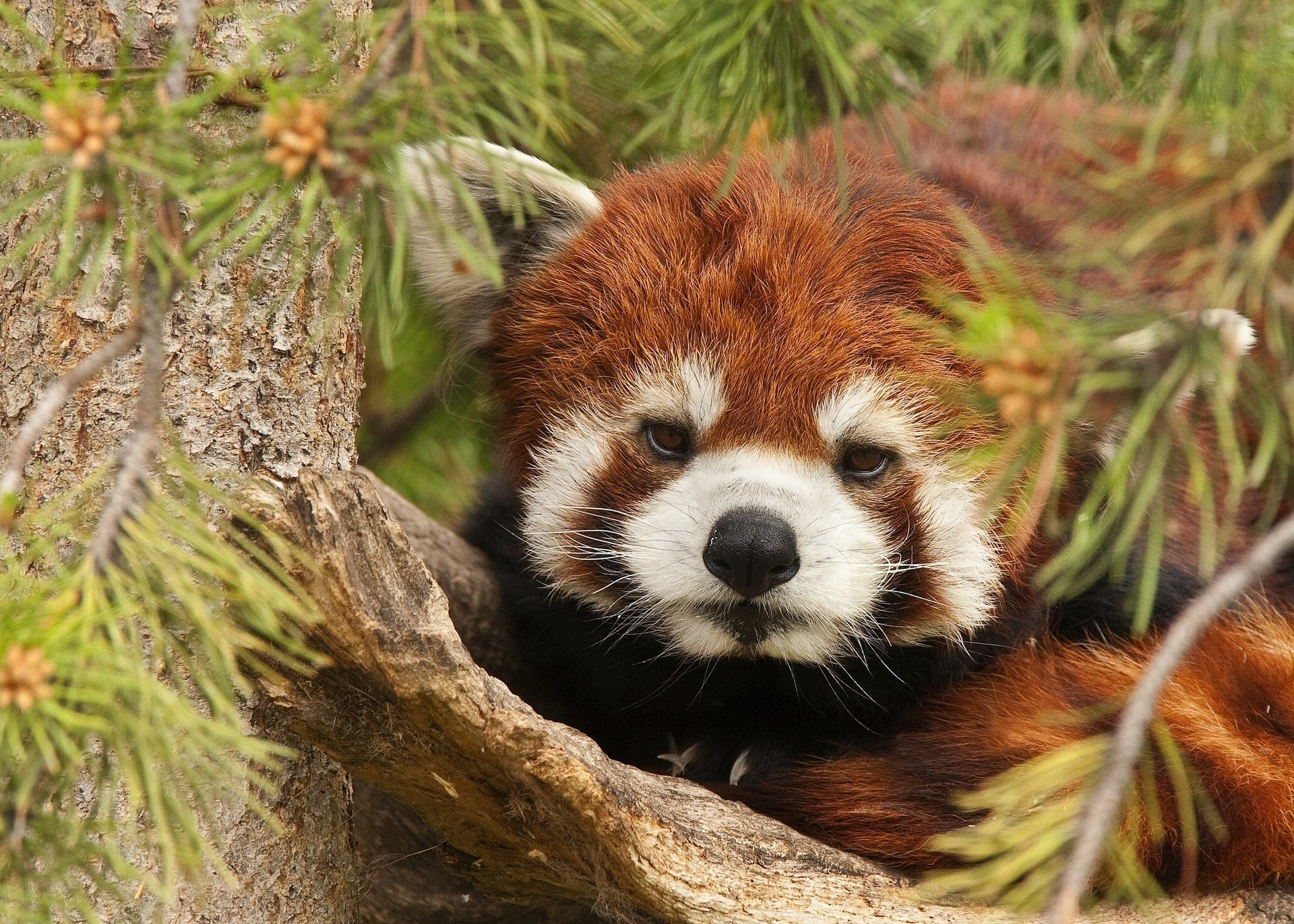 mała panda czerwona panda drzewo gałęzie igły