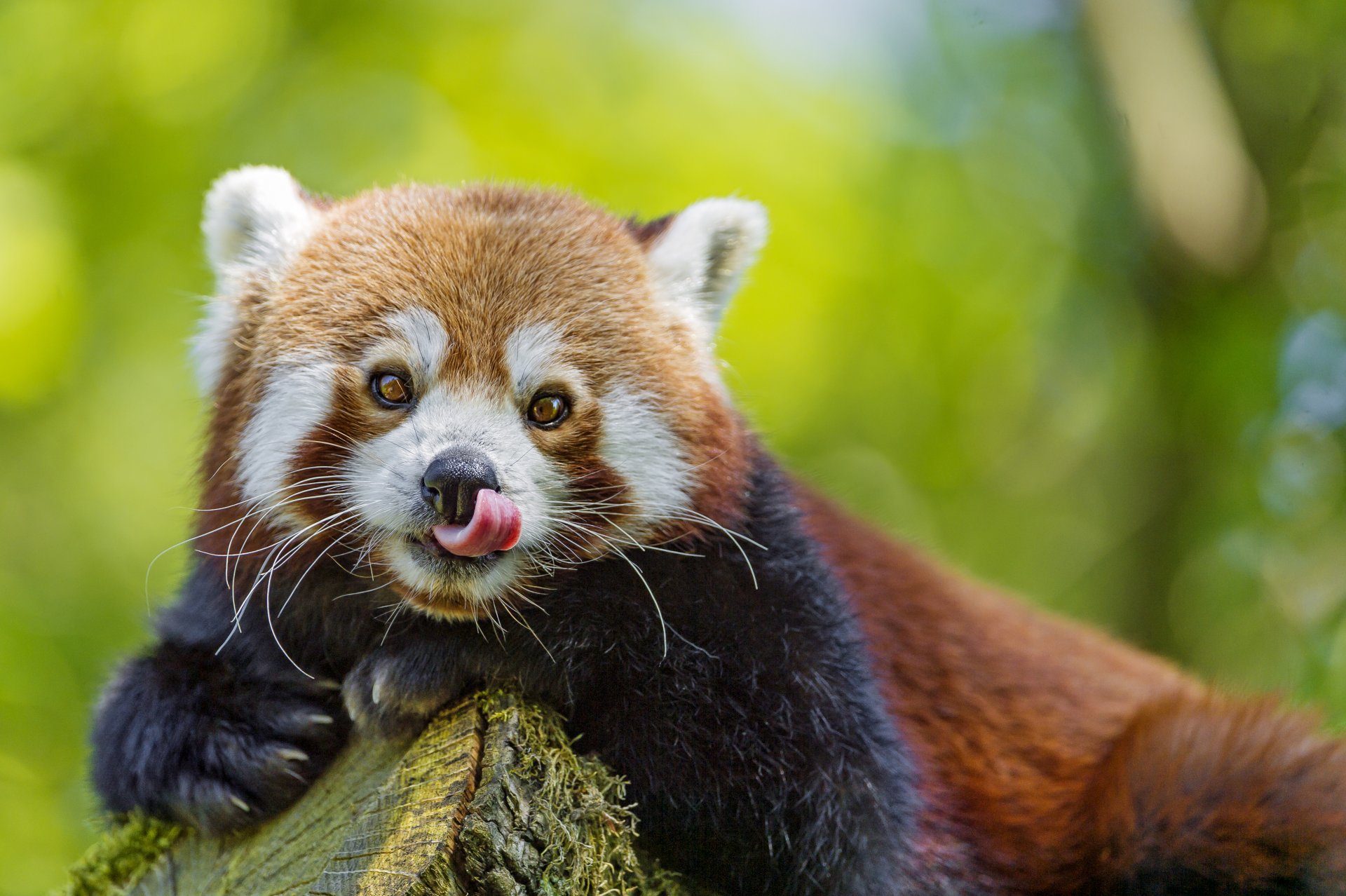 czerwona panda firefox mała panda pysk spojrzenie język ©tambako jaguar