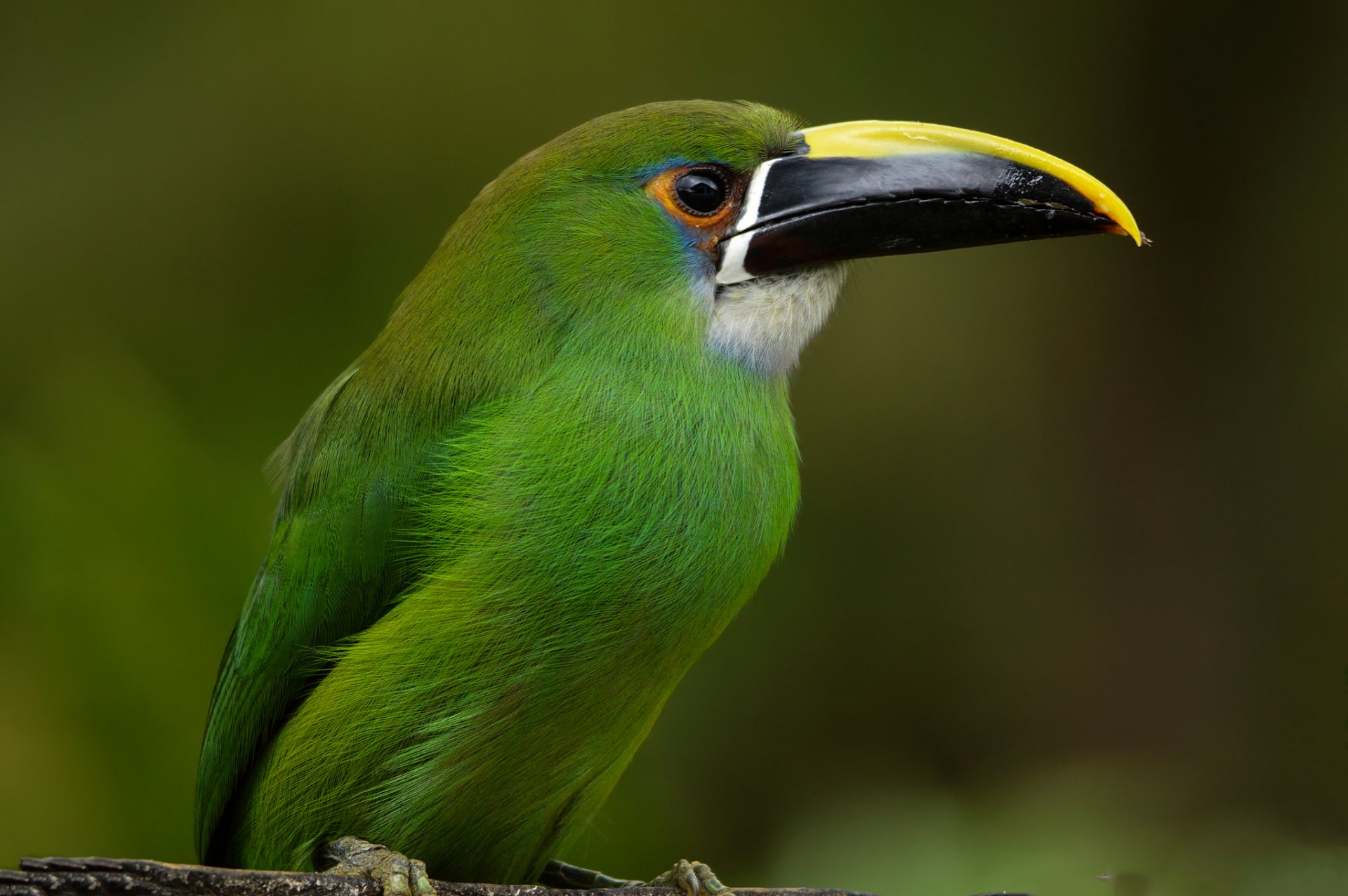 pájaro tucán tucanet esmeralda colombia