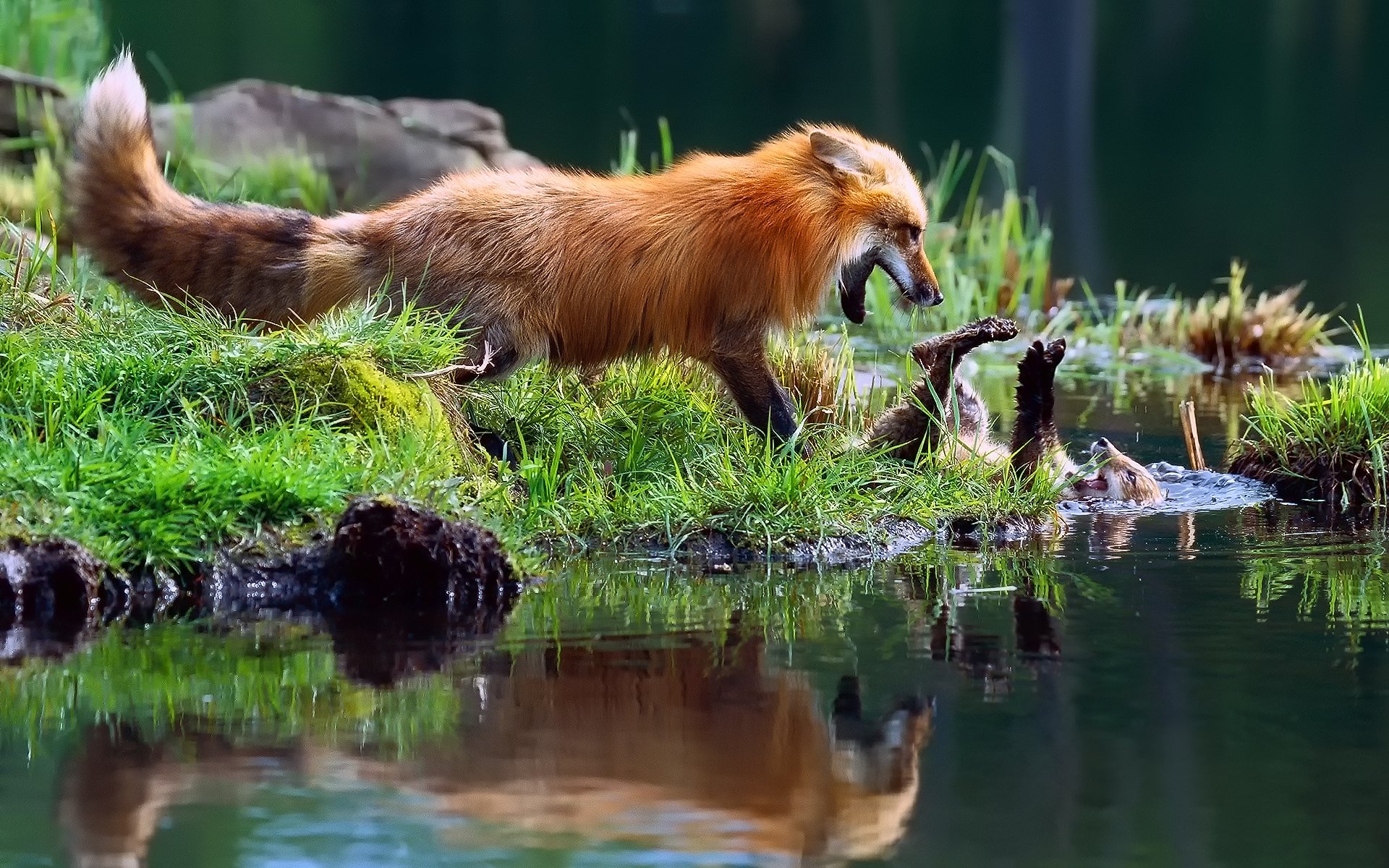 foxes fox fox cub game river stream grass light