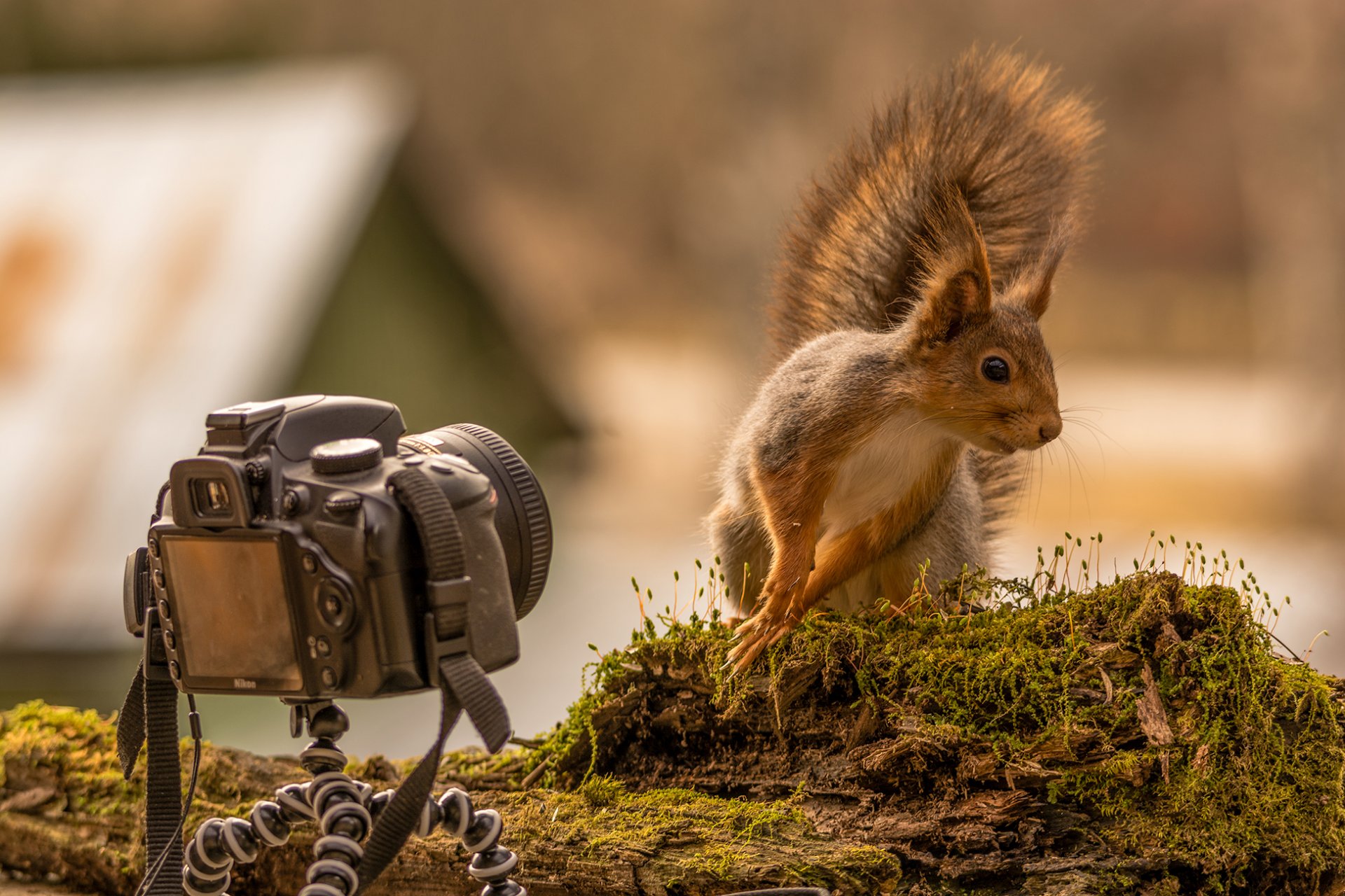 пень мох белка фотоаппарат. позирование