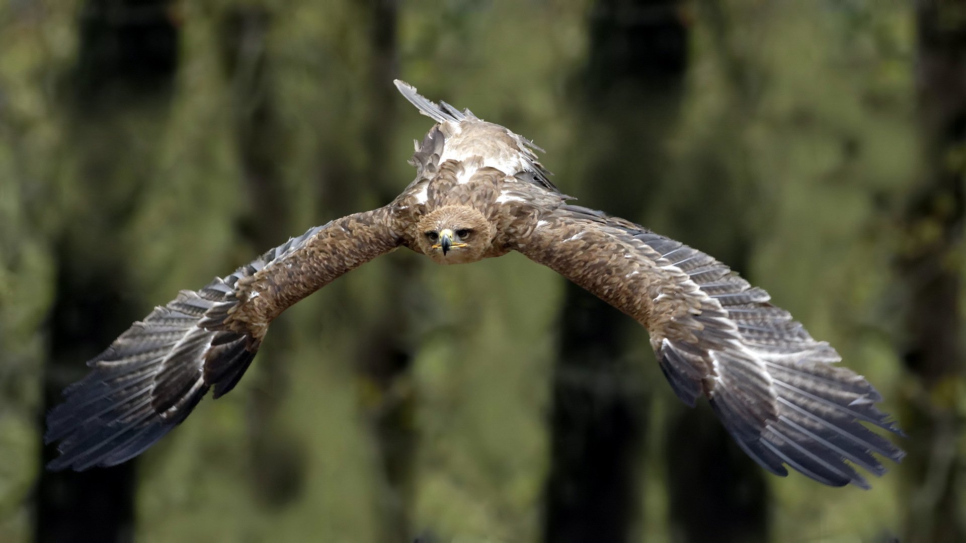 aigle des steppes oiseau