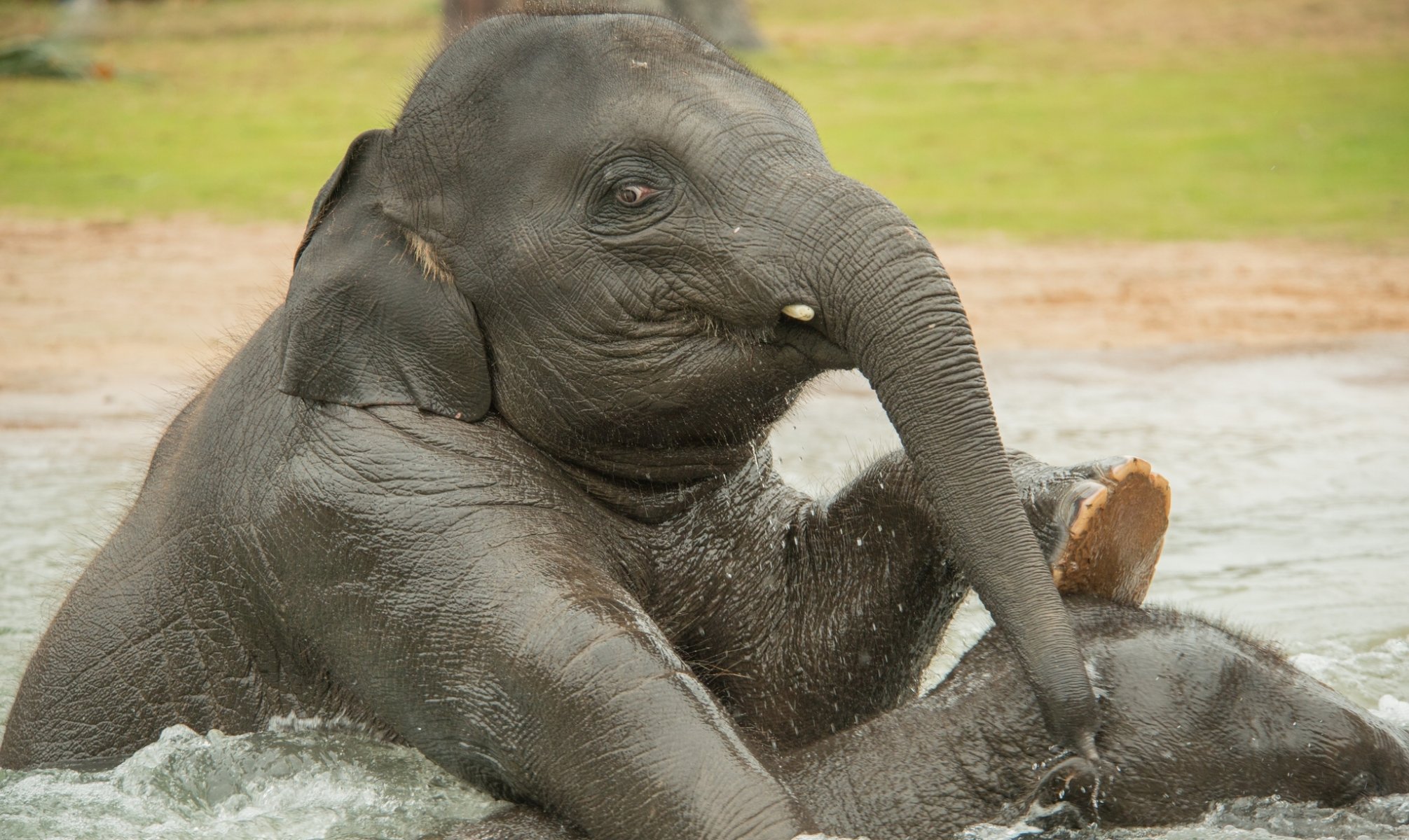 éléphants éléphants eau baignade