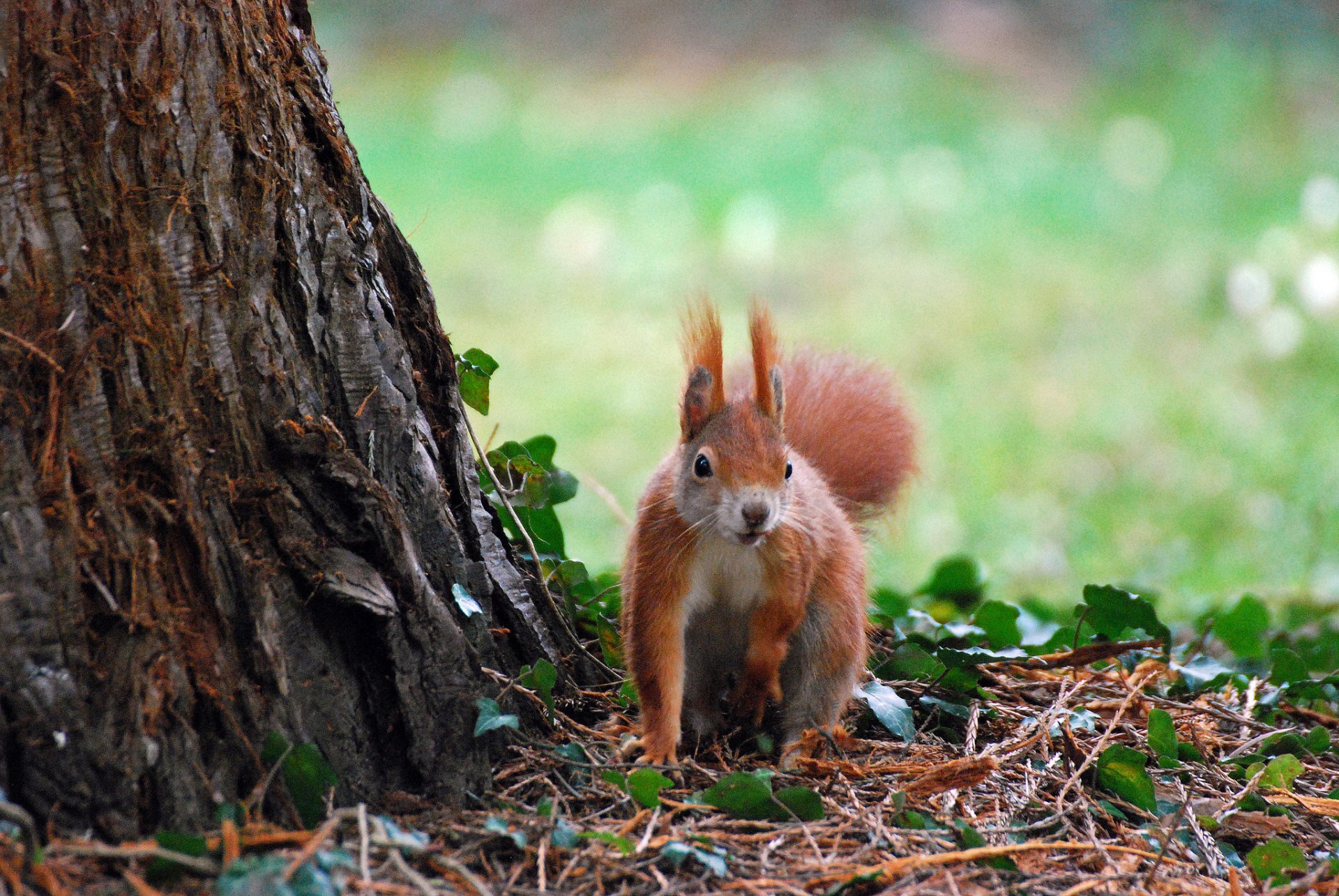 baum zweige blätter eichhörnchen rotschopf