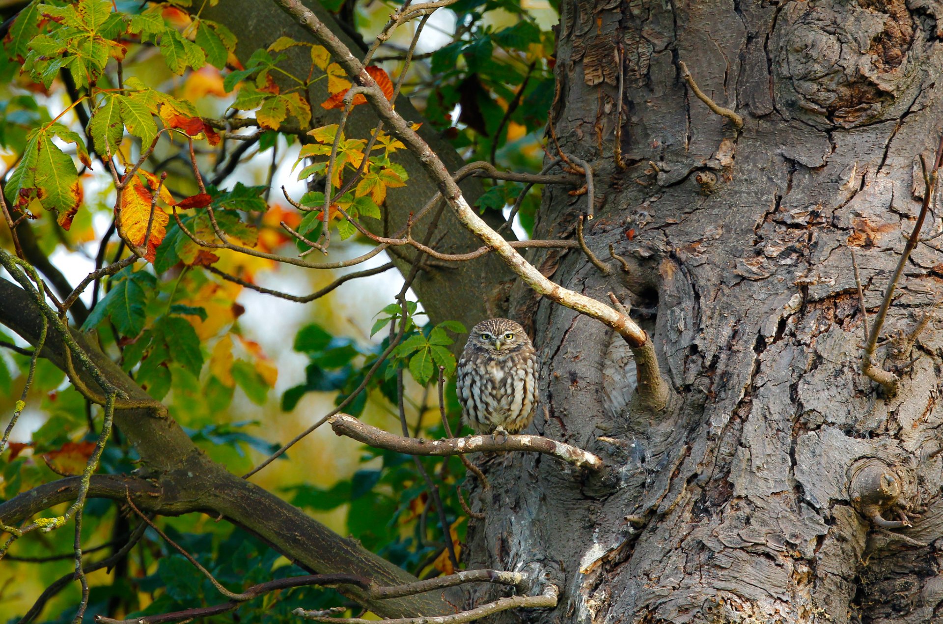 owl poultry tree branch leaves nature