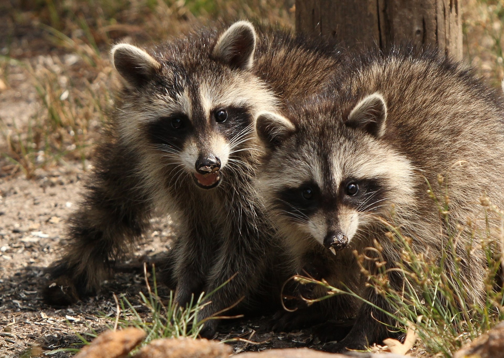 raccoons couple twin