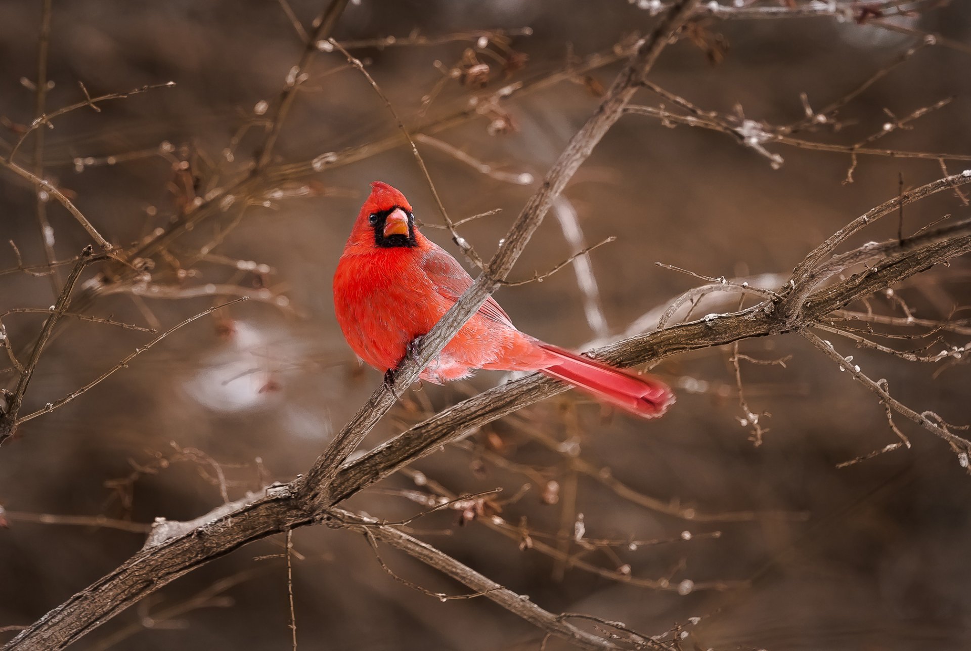 pájaro rojo cardenal ramas