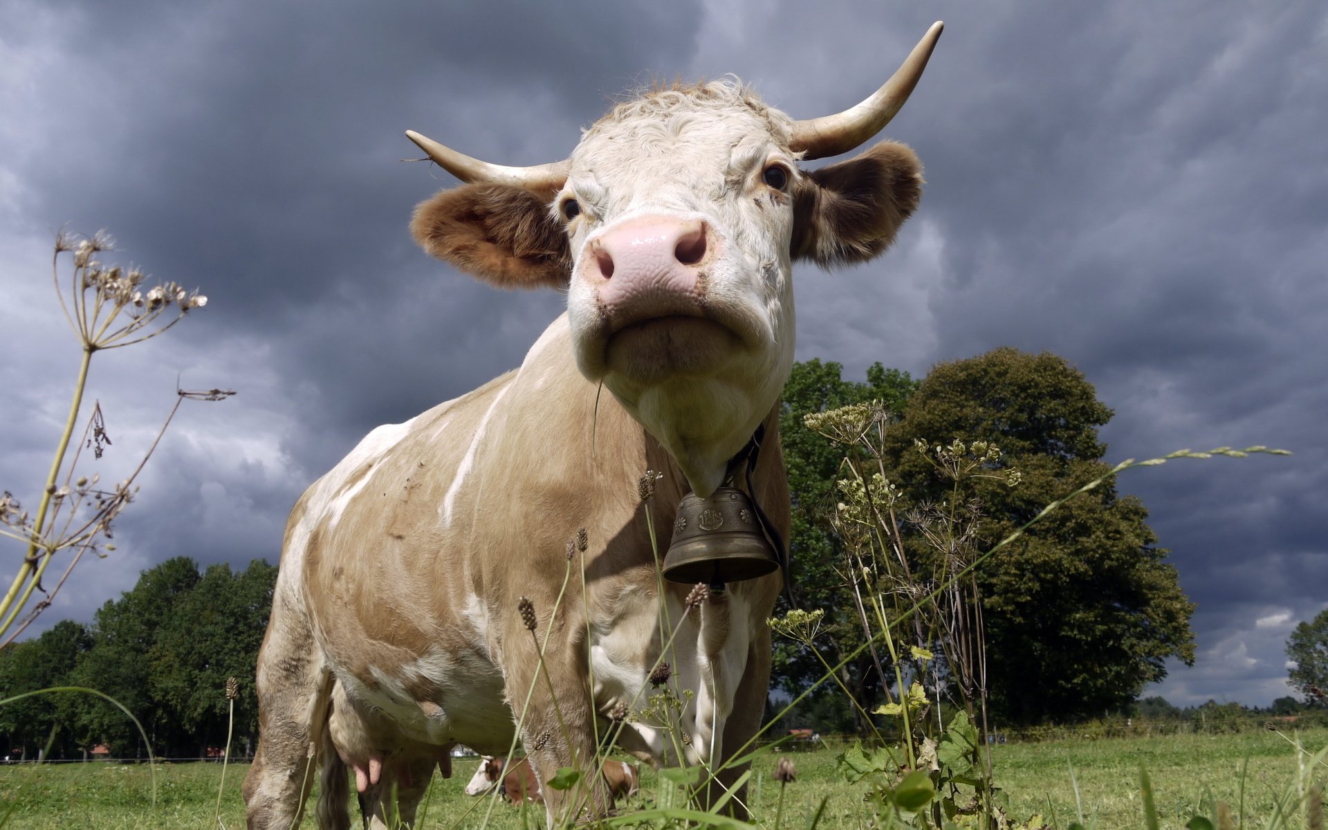 vaca campana naturaleza