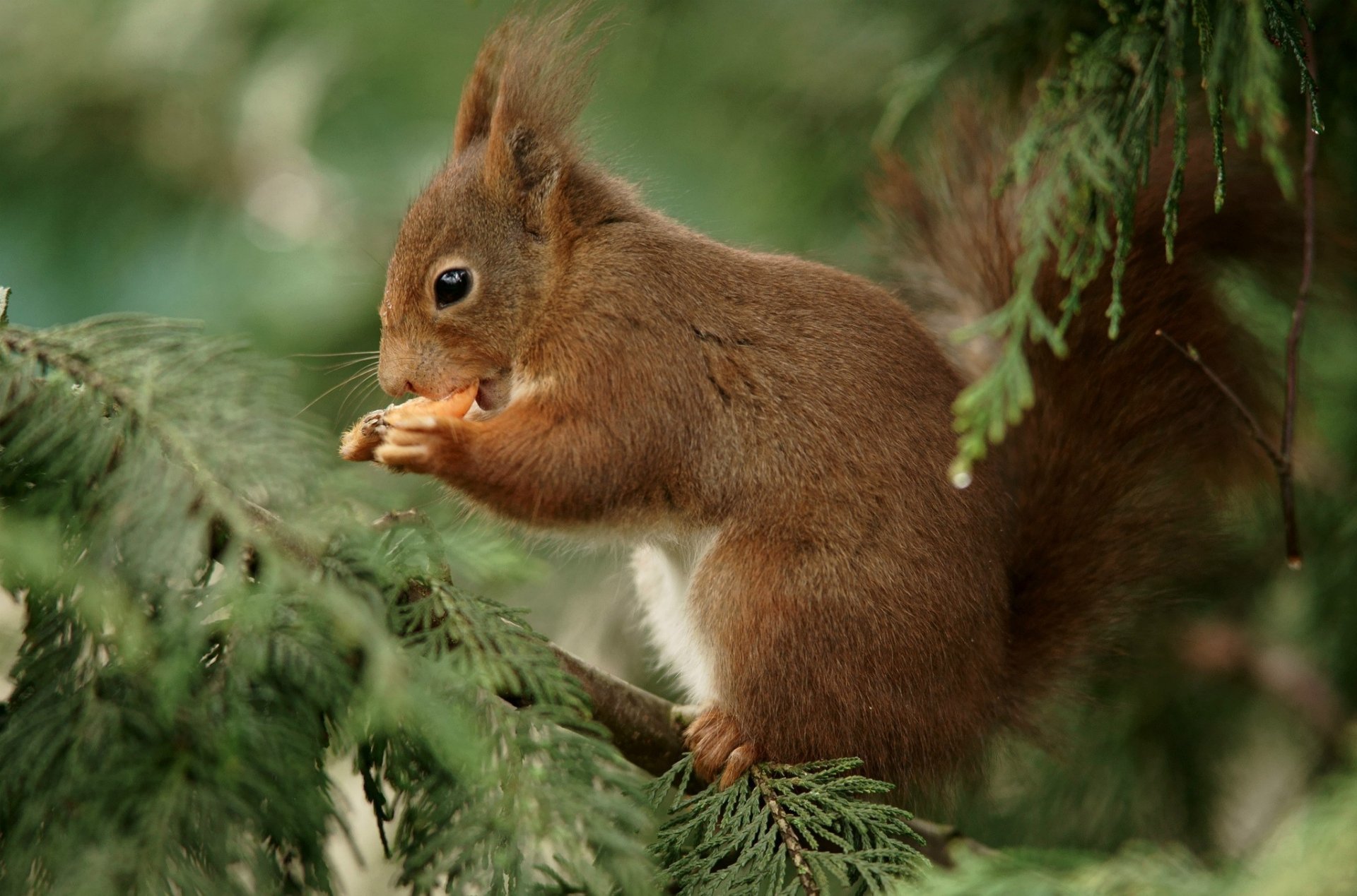 eichhörnchen rotschopf knabbert zweige