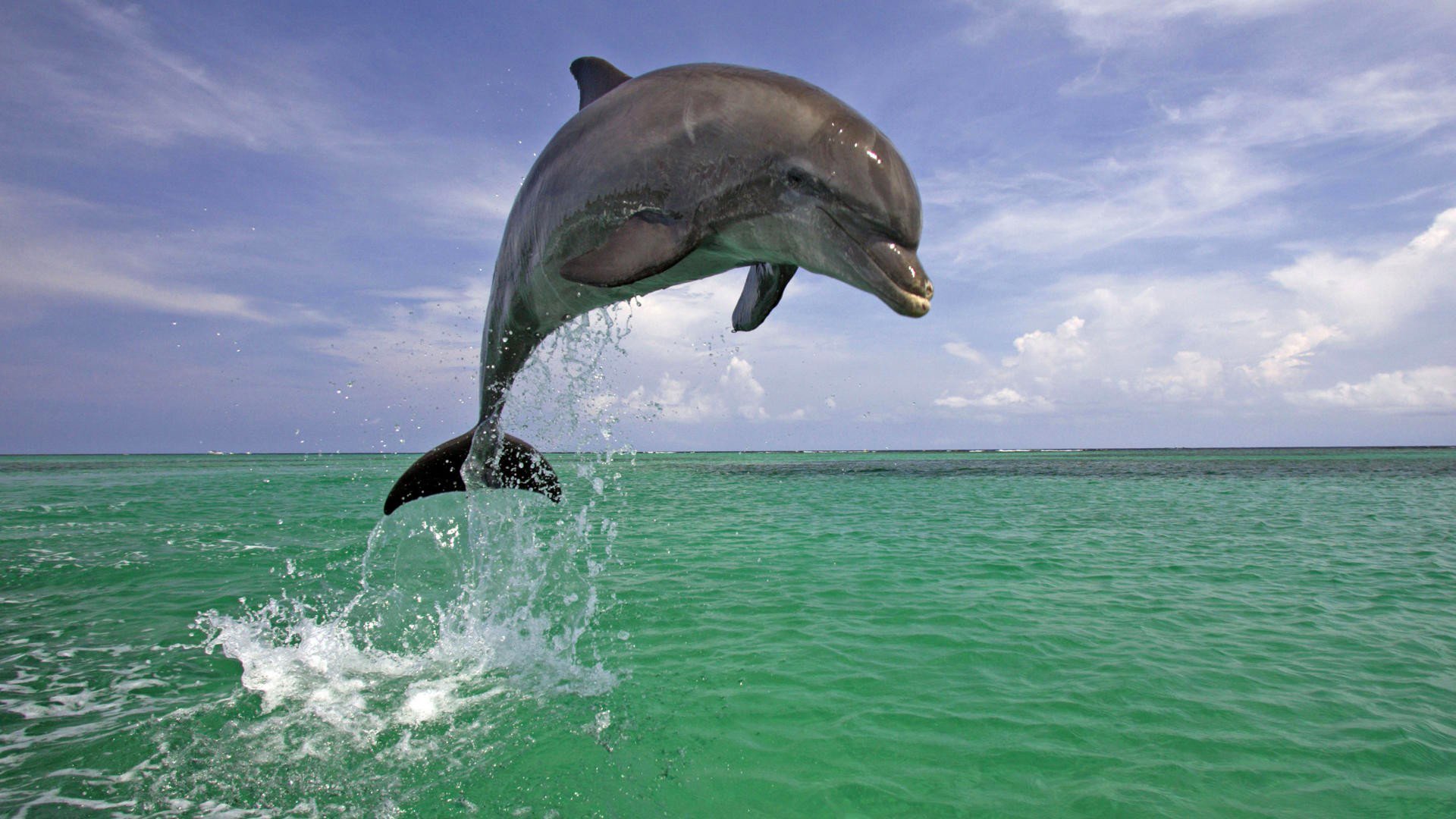 himmel meer natur sprung delphin