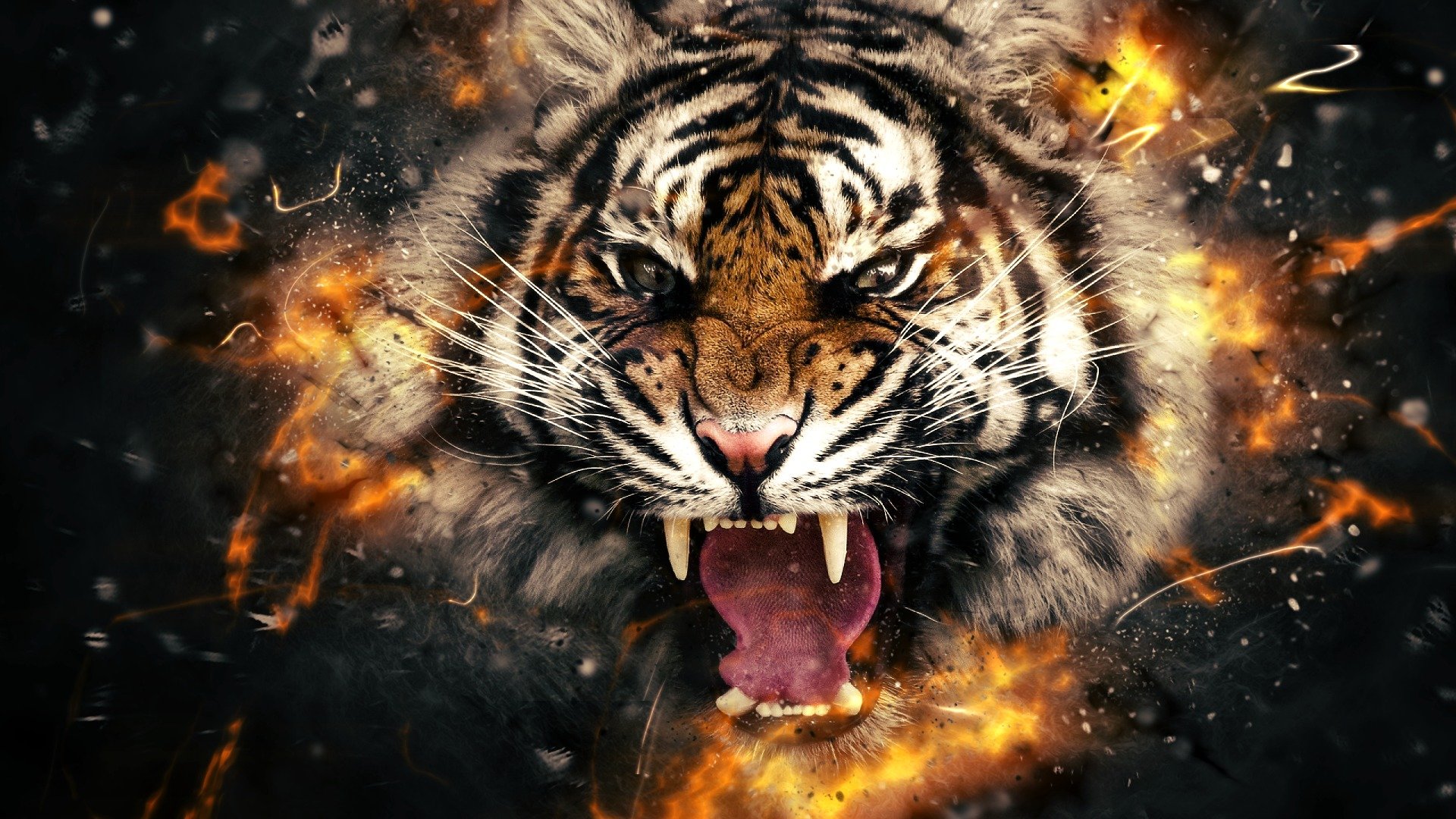 tigre tête feu