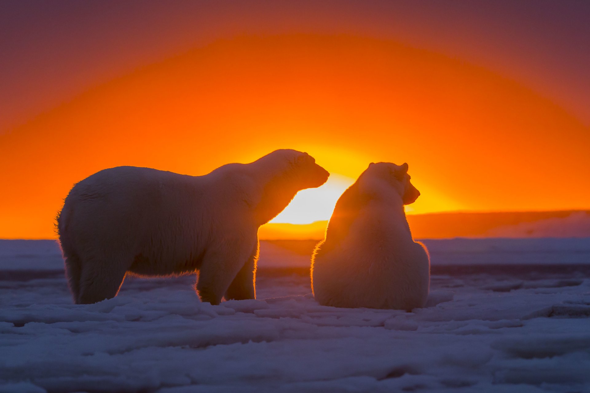 ours polaires coucher de soleil antarctique neige ours ciel