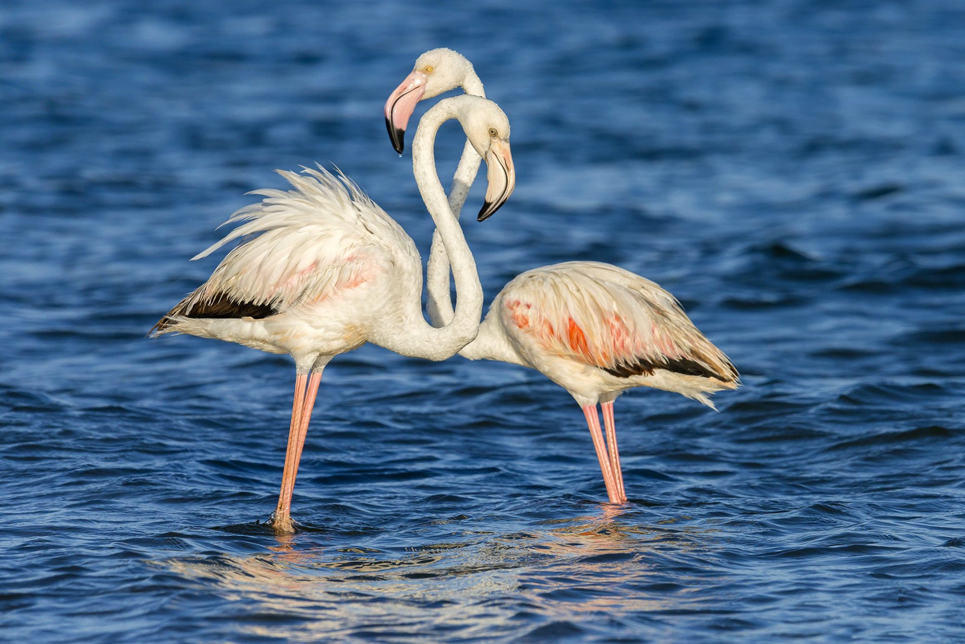 background water surface ripple the pair birds pink flamingo