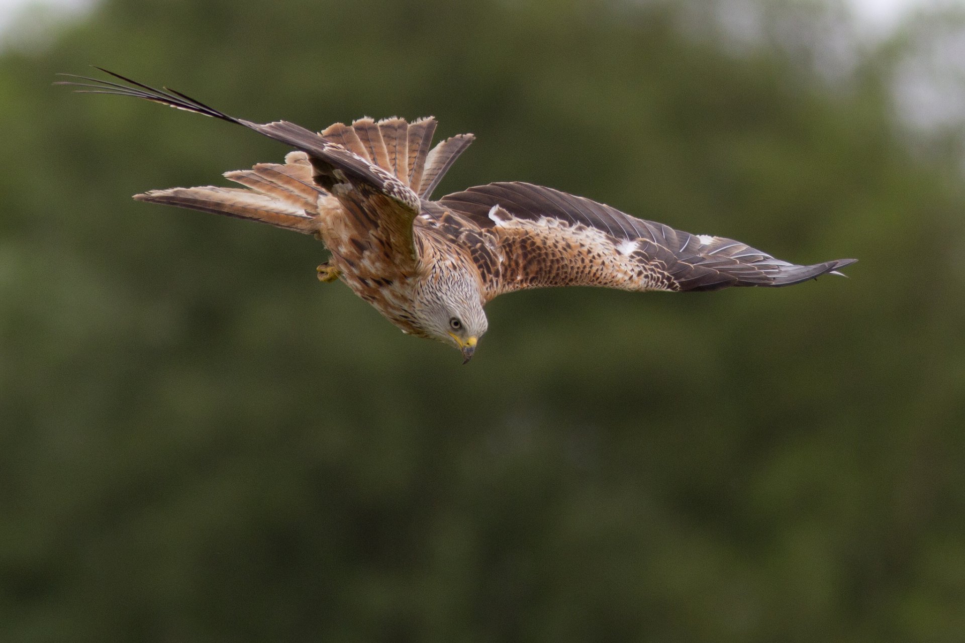 poultry red kite flight hunt