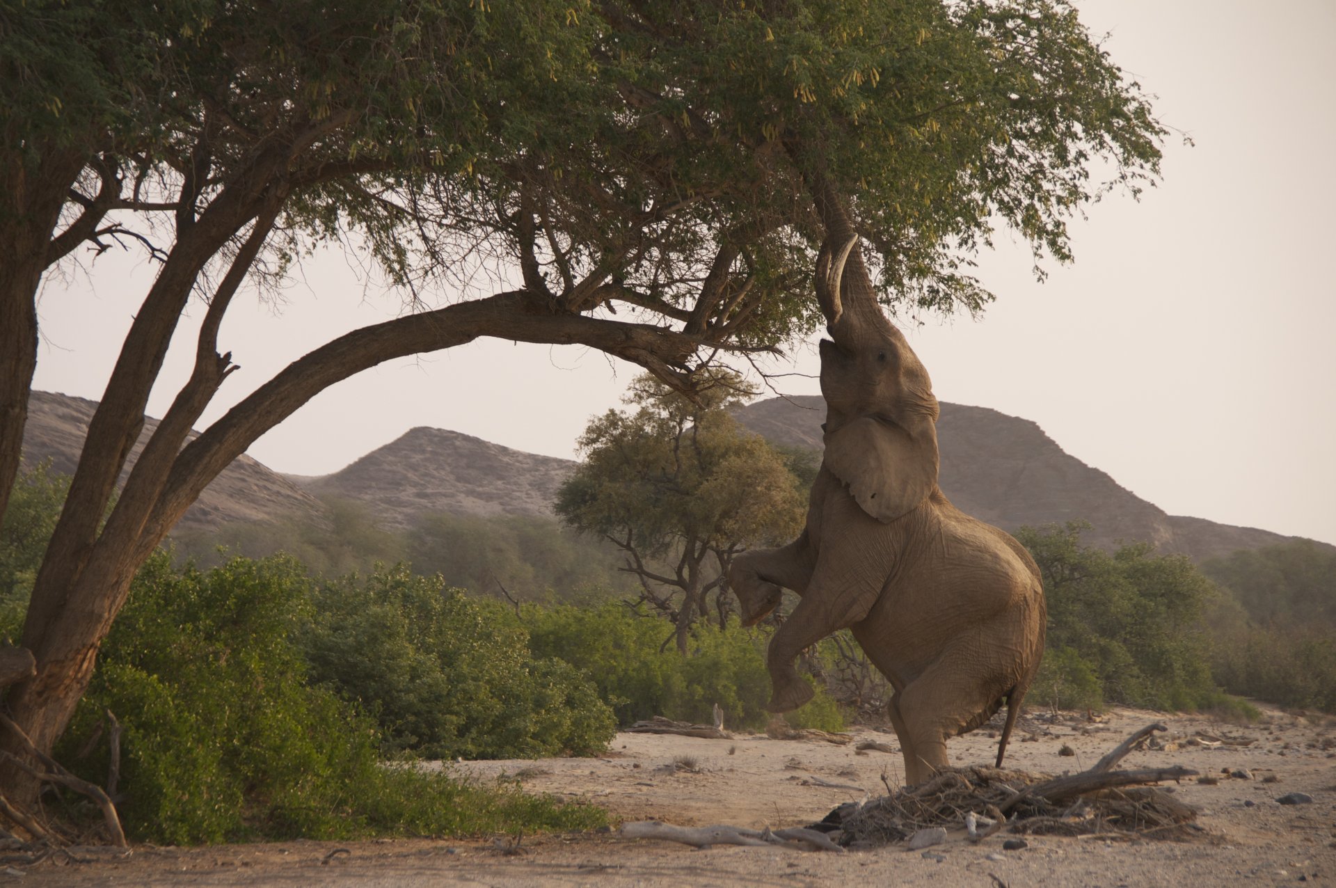 elefant stamm savanne natur bäume