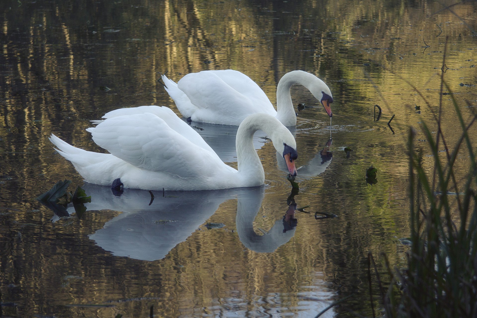 lago stagno cigni bianchi due