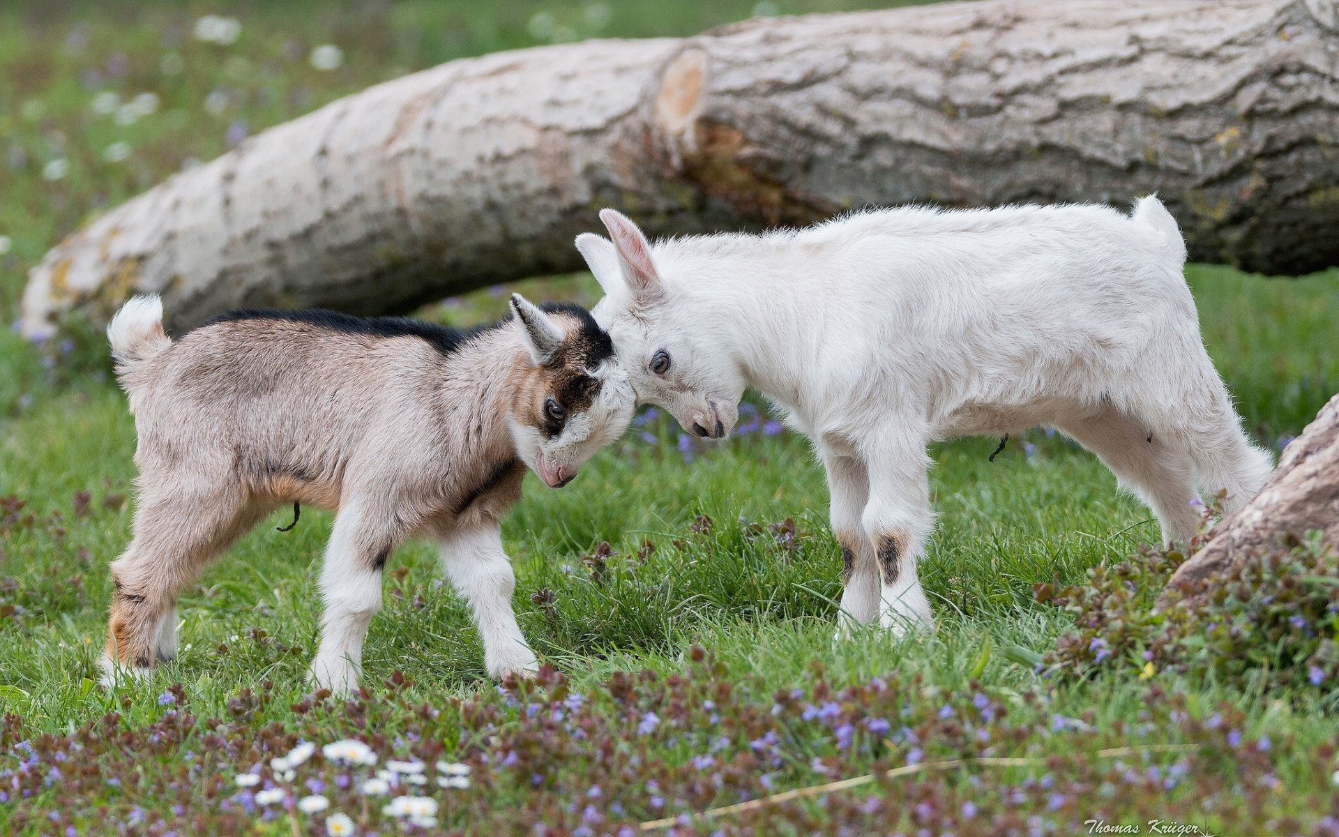 Let s butt heads kids goat