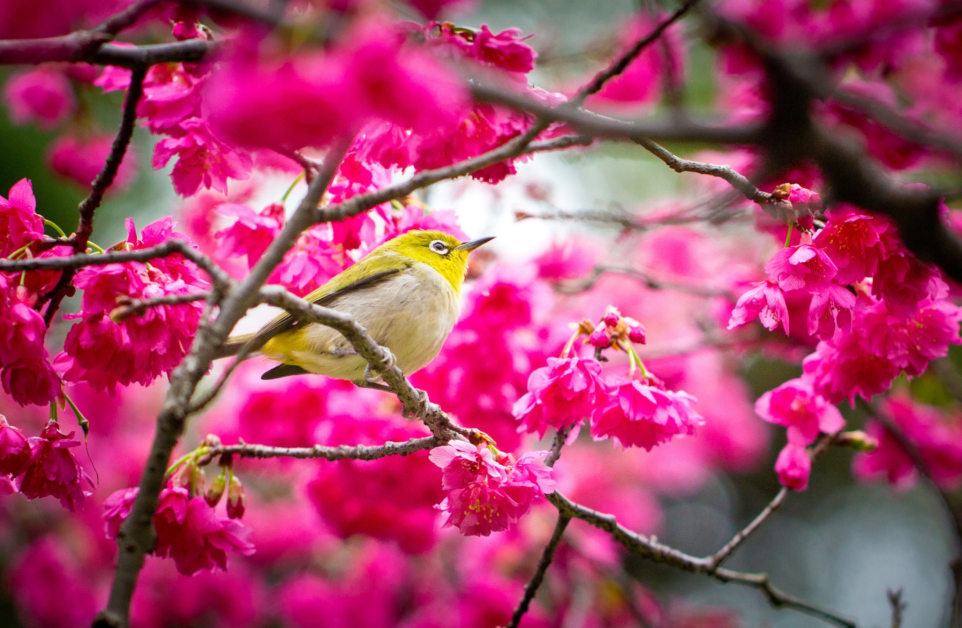 printemps sakura fleurs oiseau