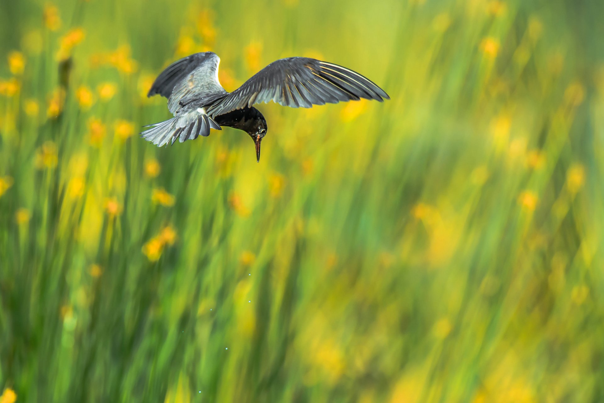 poultry wings flight background