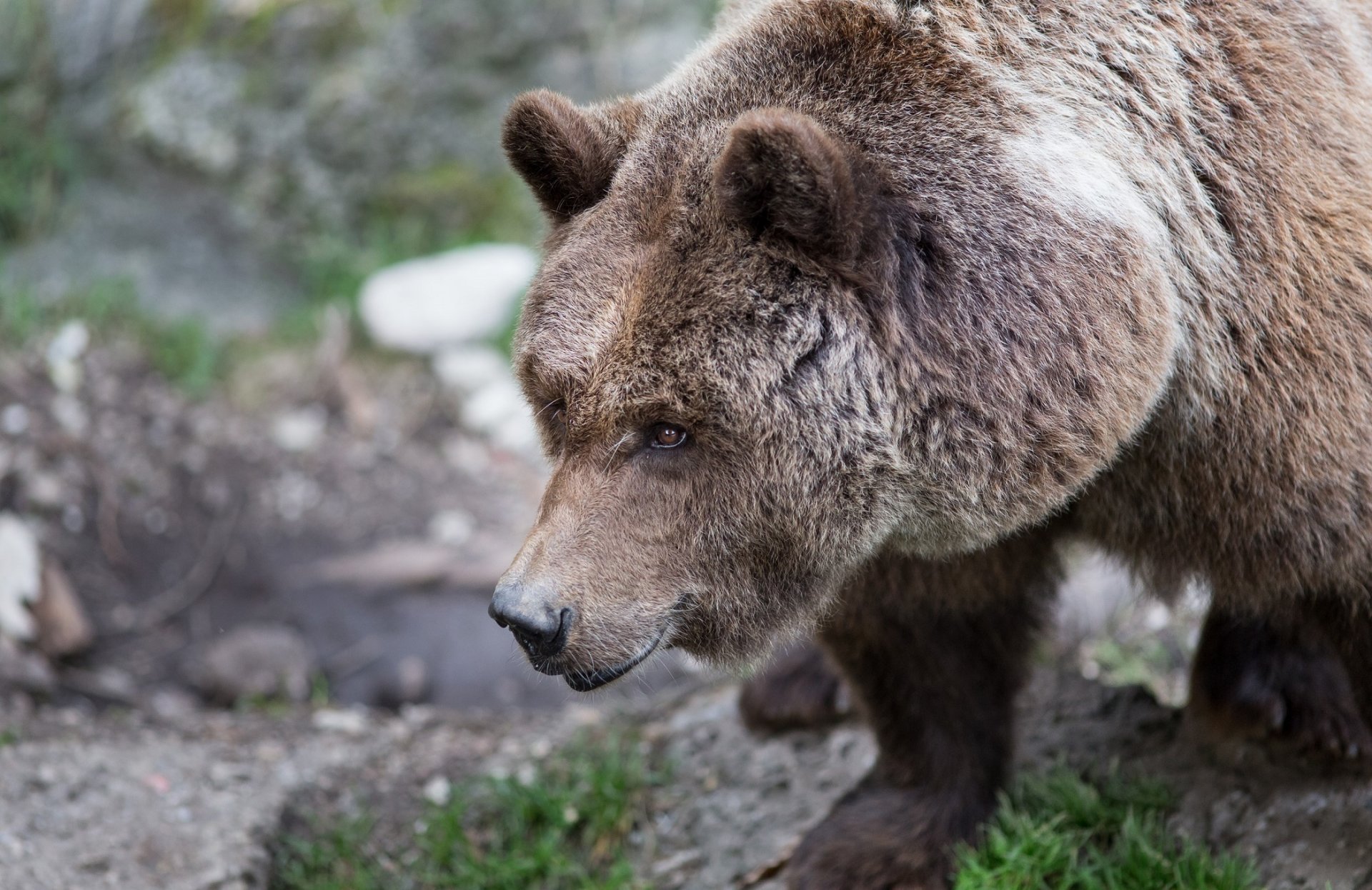 orso marrone muso