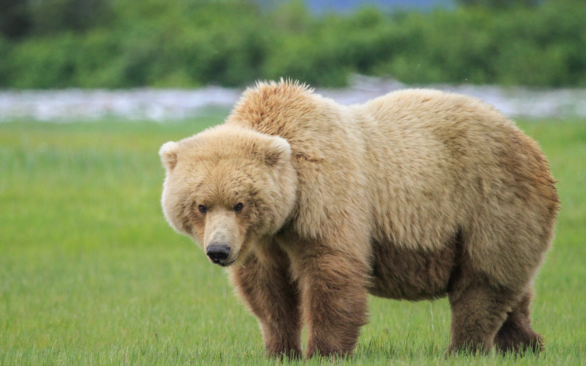 orso natura sfondo