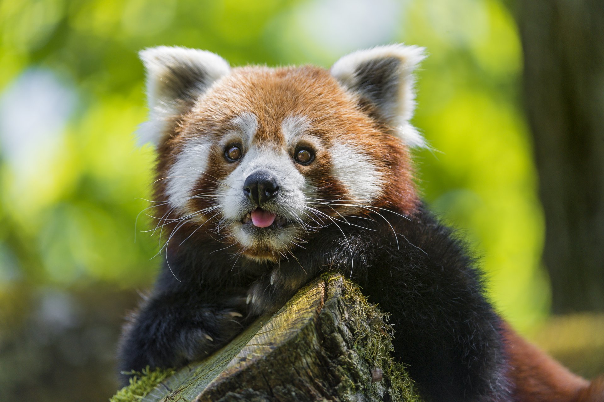 red panda firefox small panda muzzle look ©tambako the jaguar