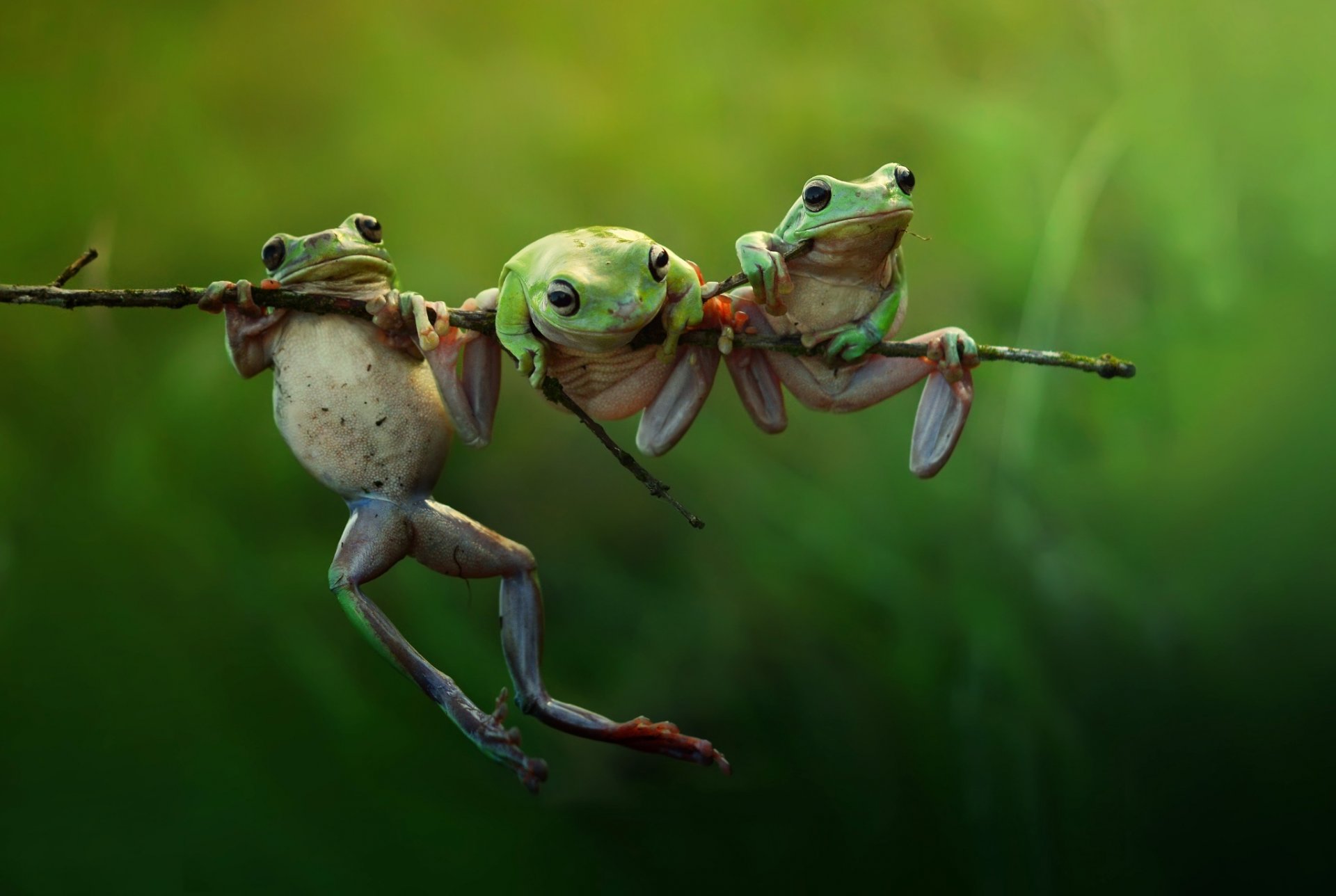 frog close up branch nature