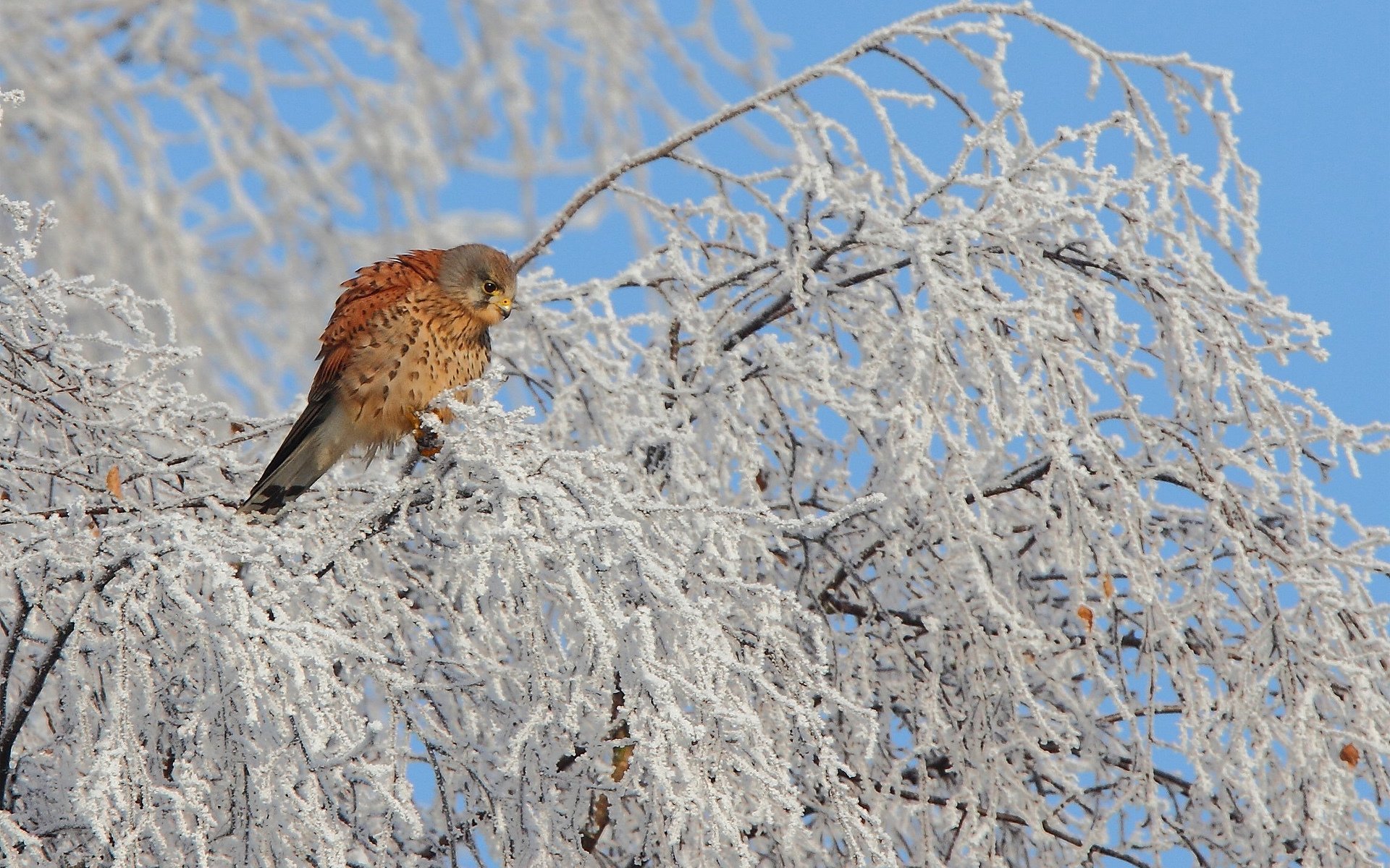 oiseau crécerelle fauconnerie arbre hiver neige plumage