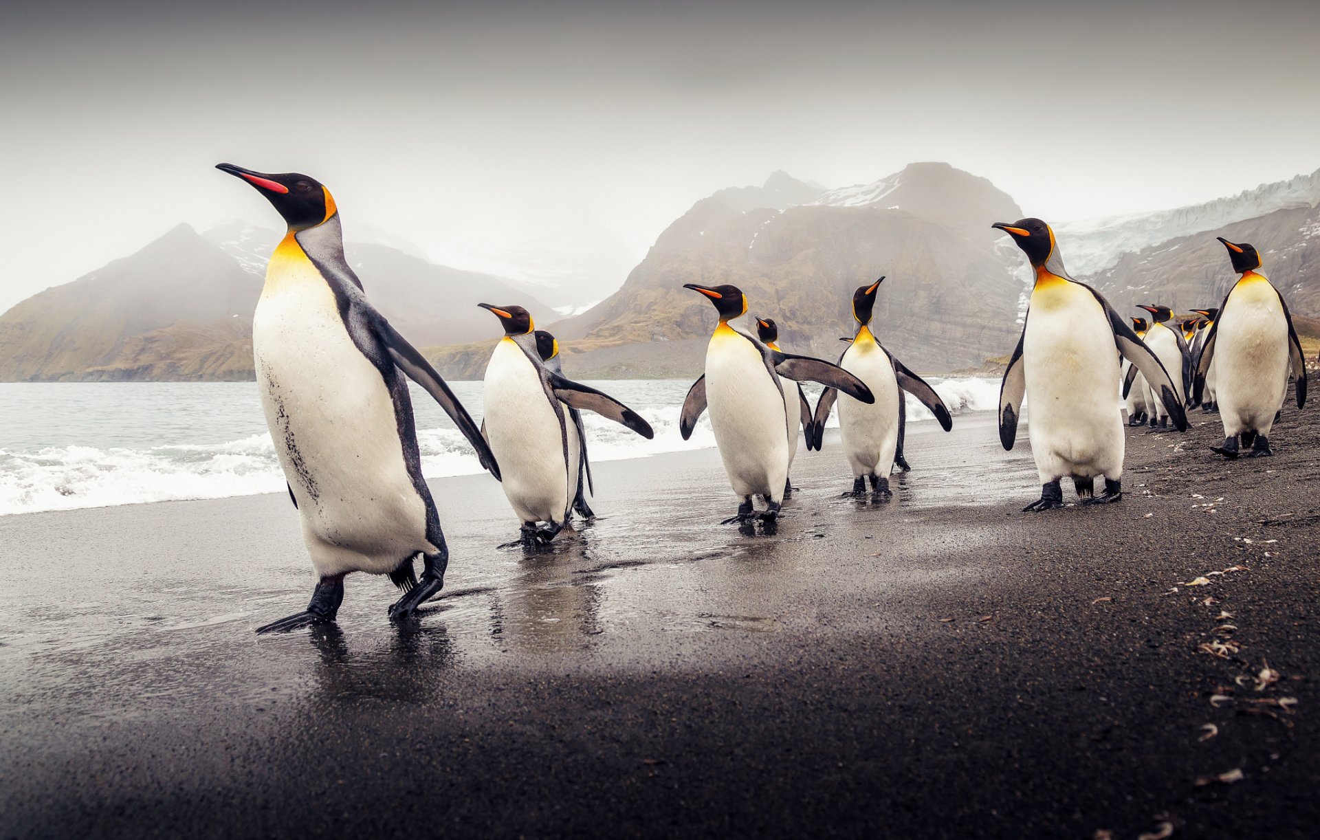 géorgie du sud pingouins royaux plage