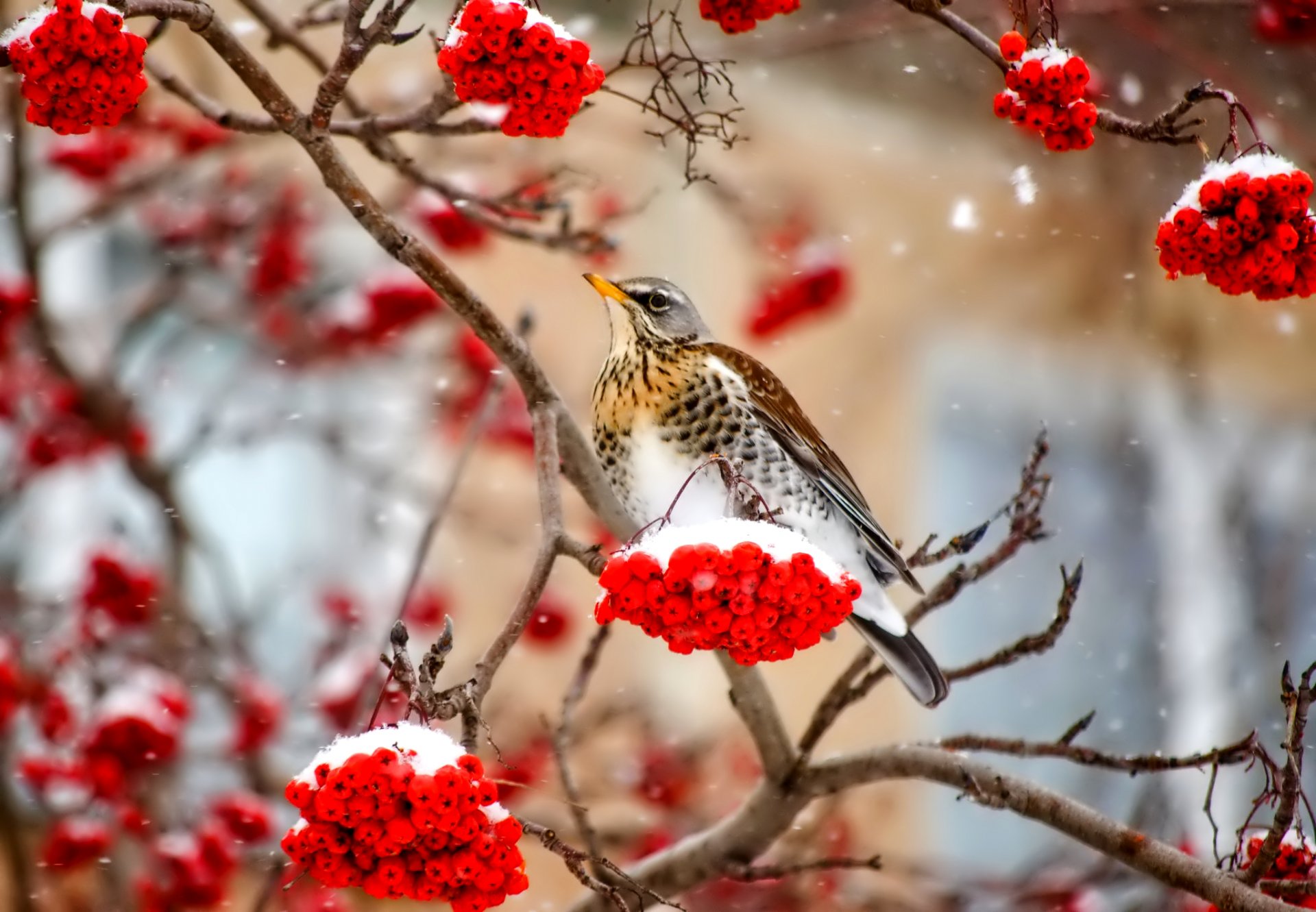 poultry winter rowan snow branch berrie