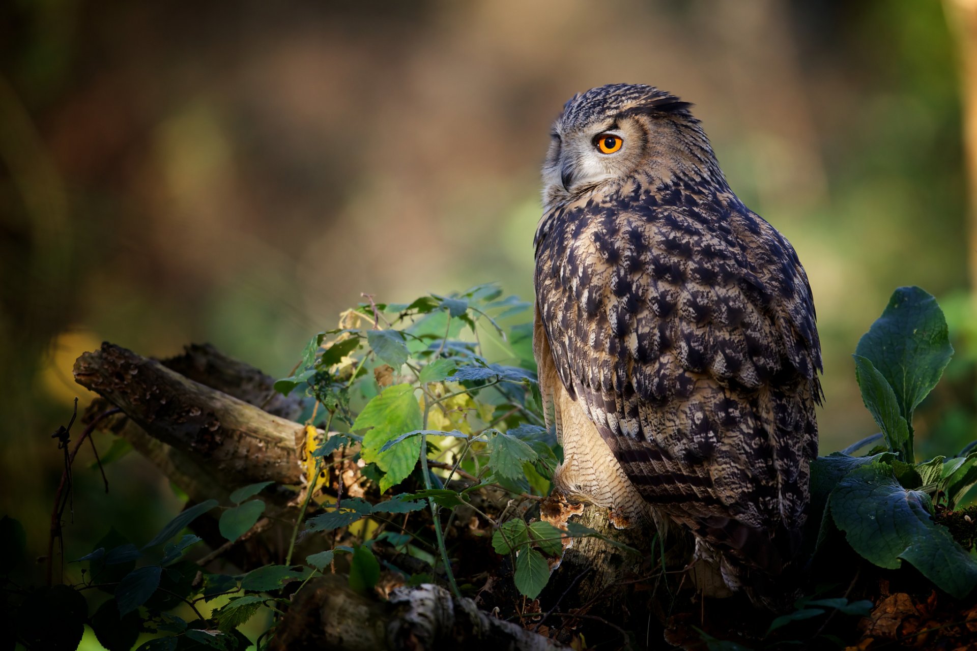 owl poultry log leave