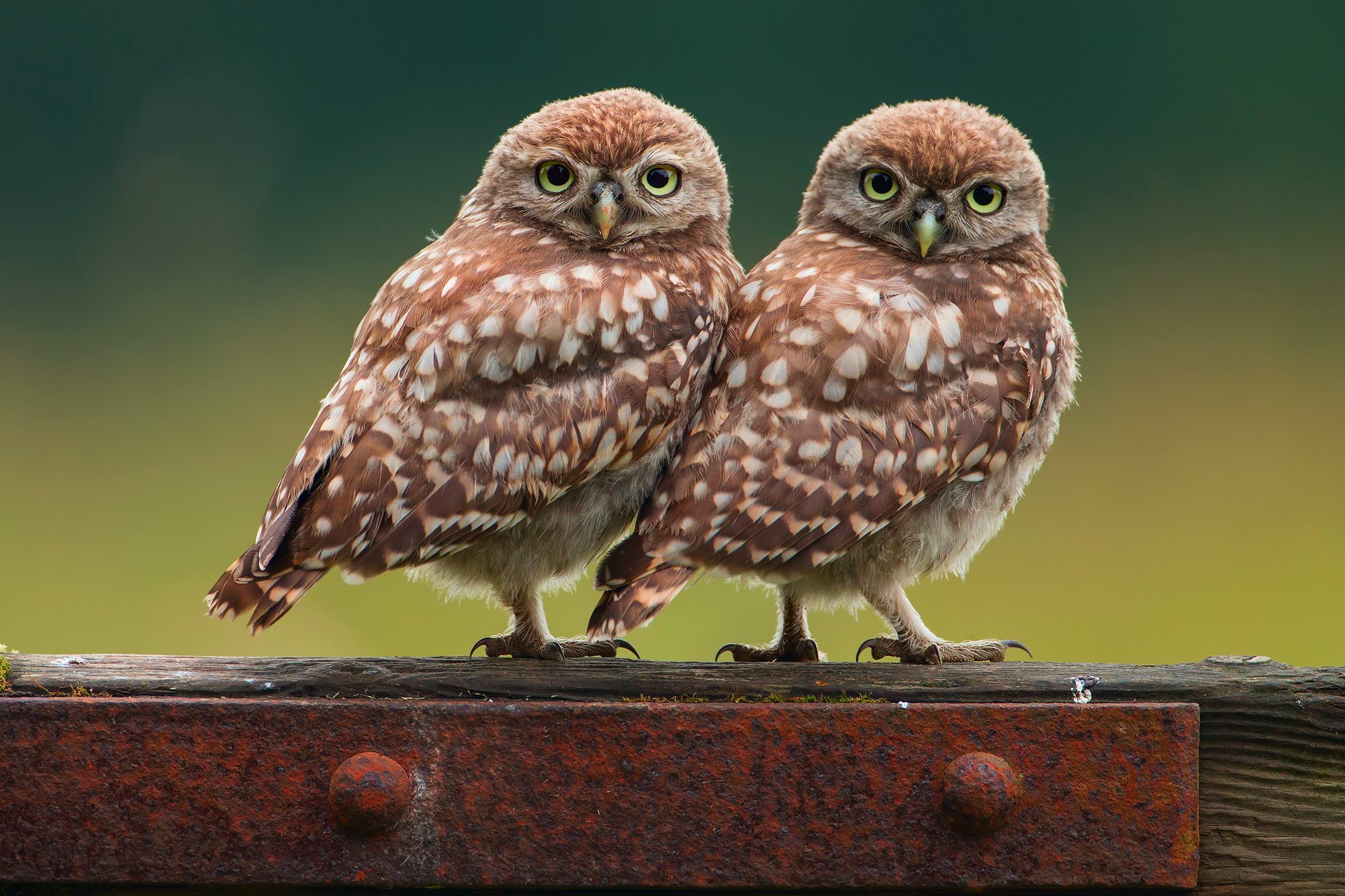 oiseaux hiboux hibou deux petits poussins fond